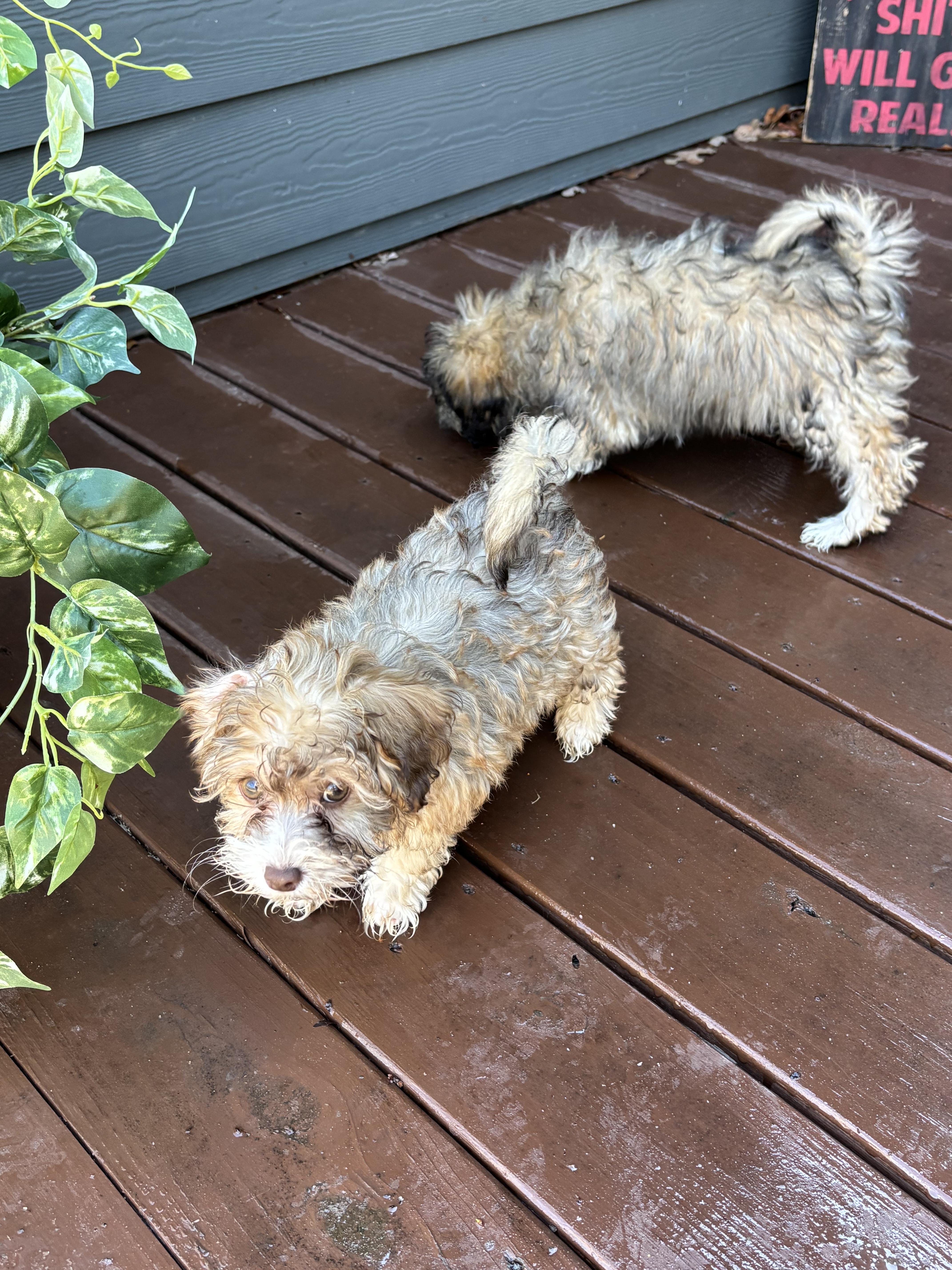 Shih-poo puppies!, an adopted mixed breed in Rowlett, TX image 6/6