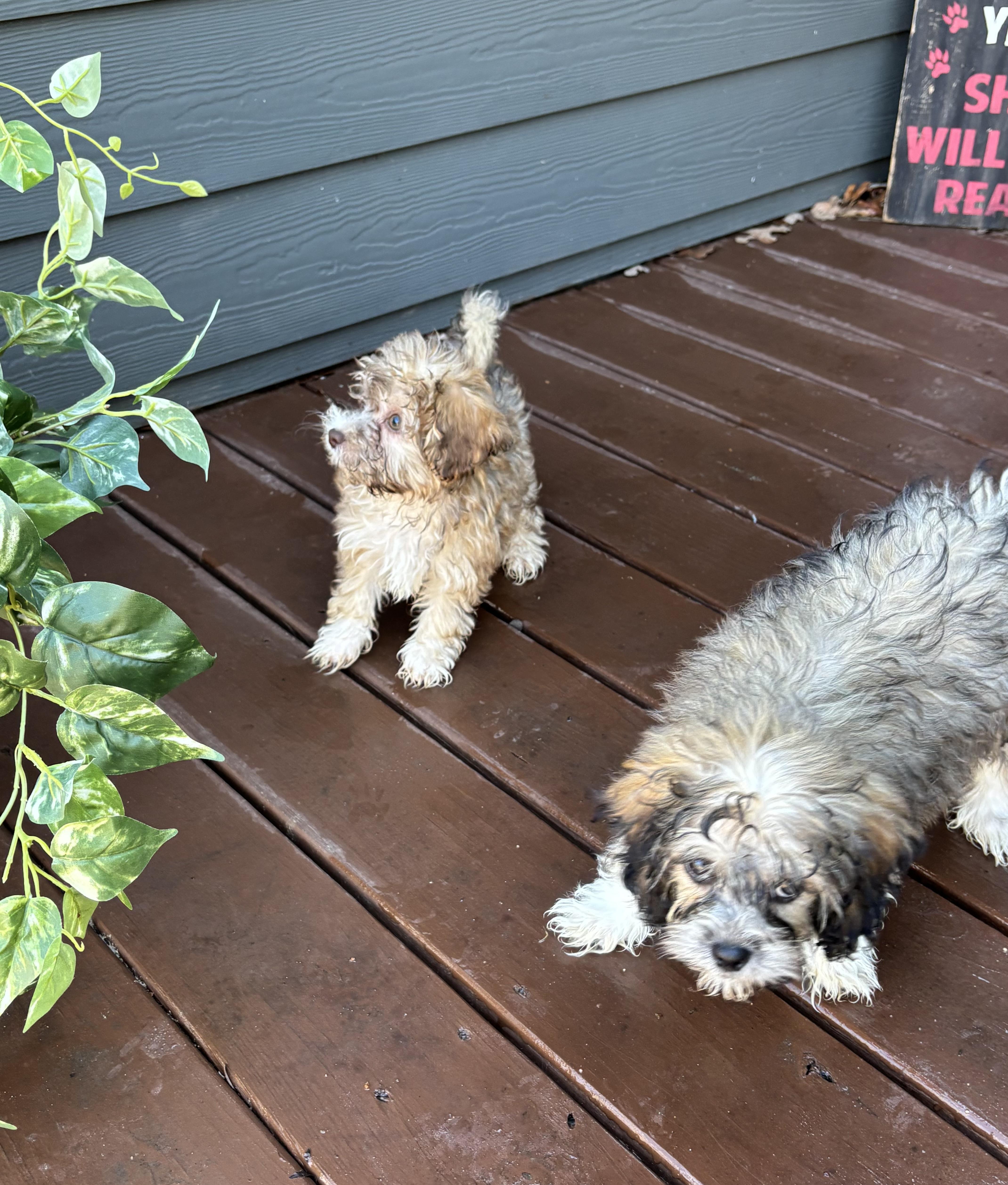 Shih-poo puppies!, an adopted mixed breed in Rowlett, TX image 2/6
