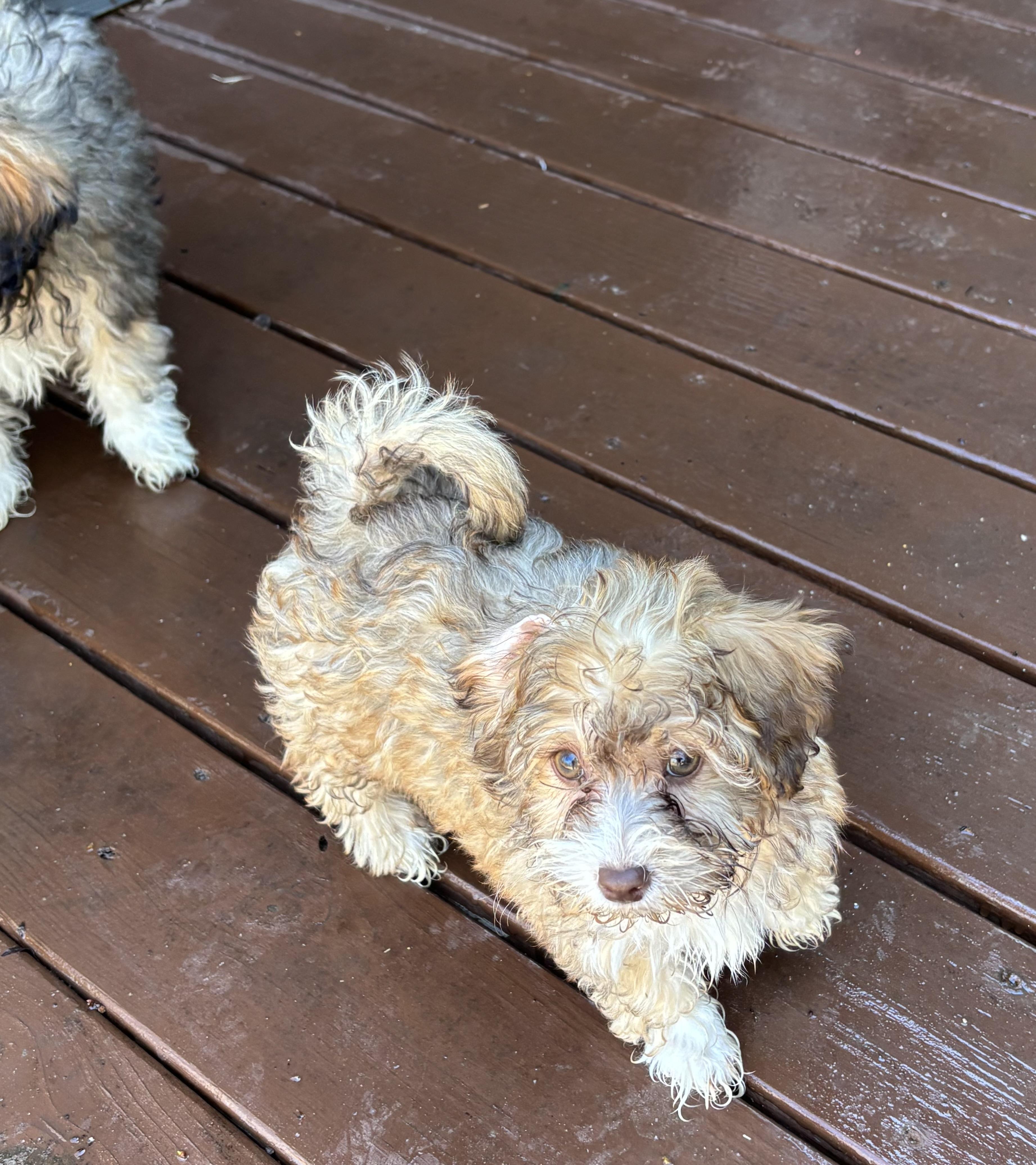 Shih-poo puppies!, an adopted mixed breed in Rowlett, TX image 3/6