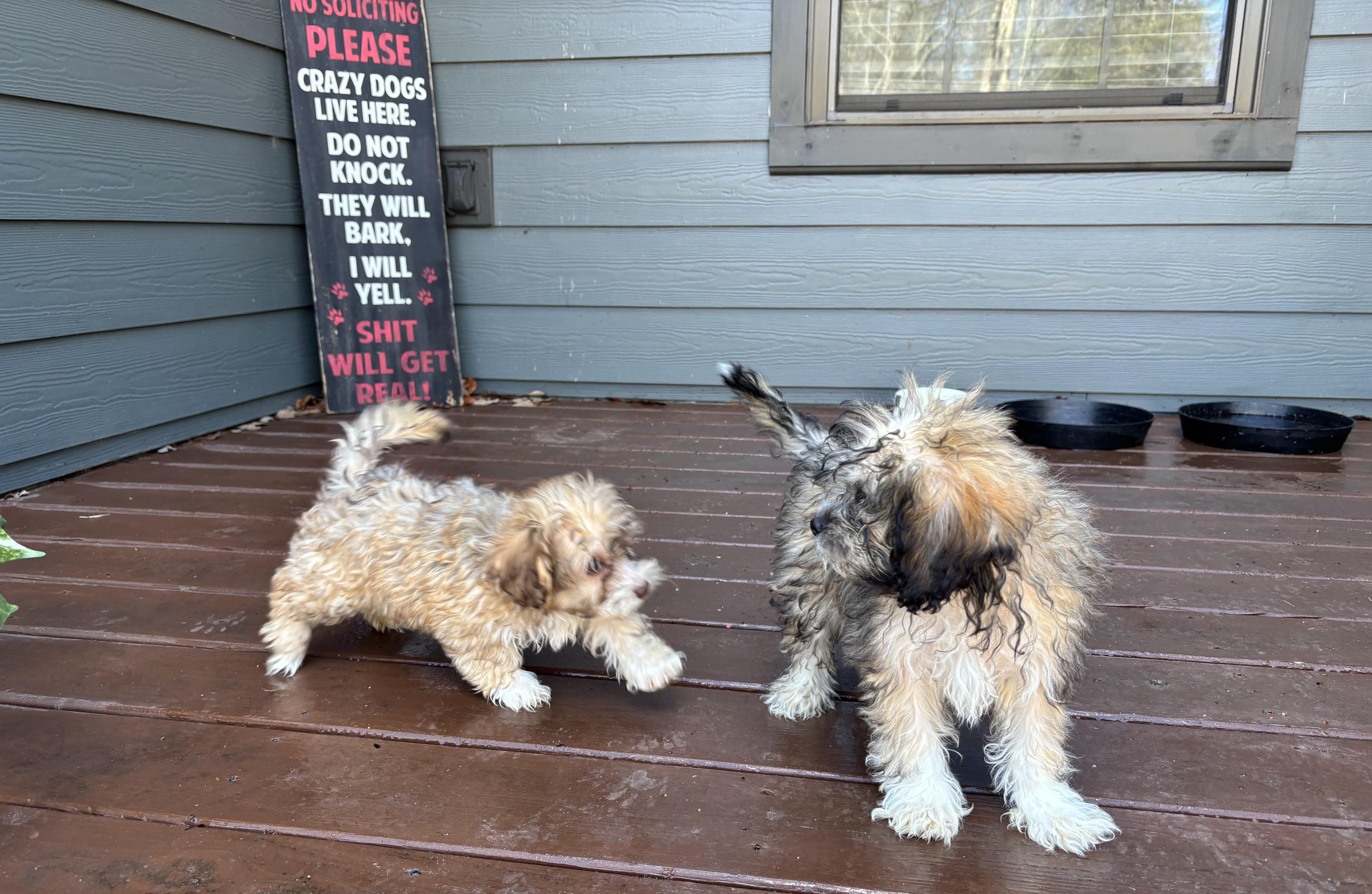 Shih-poo puppies!, an adopted mixed breed in Rowlett, TX image 1/6