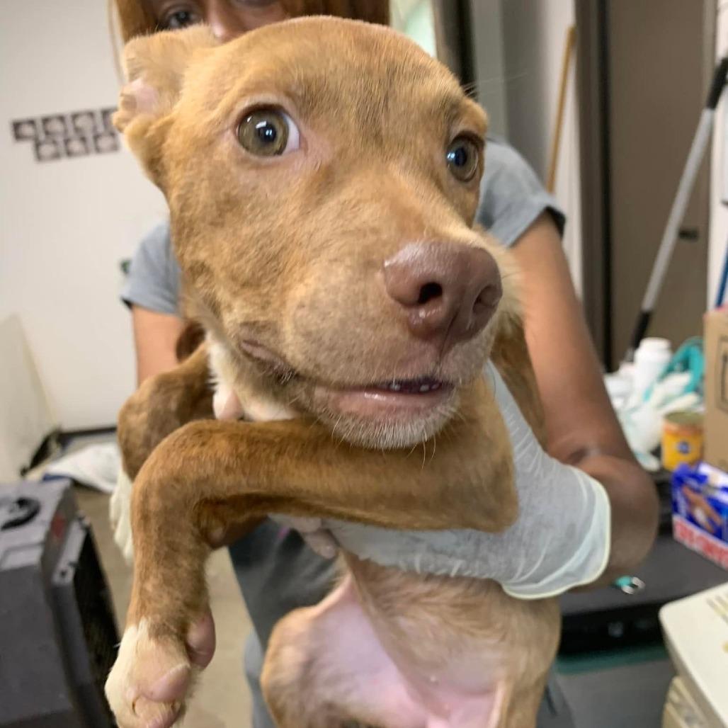 Enlarge Lorelai, a Adoptable mixed breed in Hattiesburg, MS image 1/1