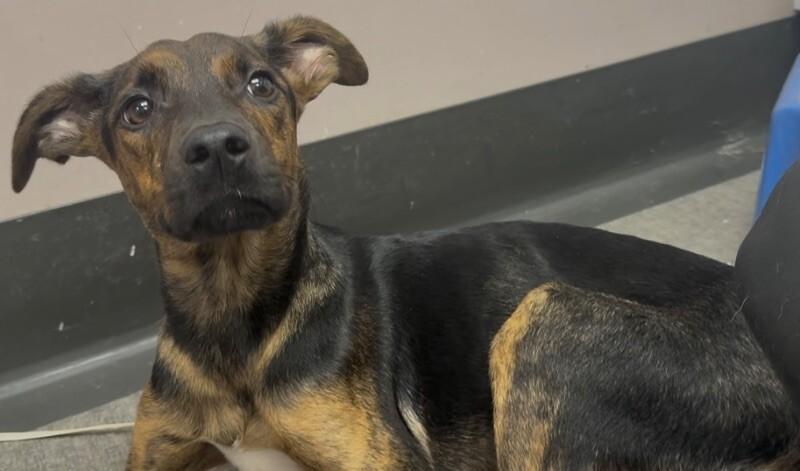 Enlarge Sally, a Adoptable Mixed Breed in Osseo, MI image 1/3