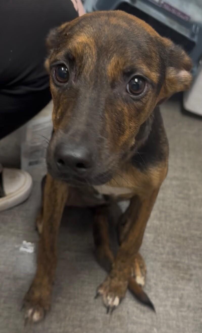 Enlarge Sally, a Adoptable Mixed Breed in Osseo, MI image 2/3