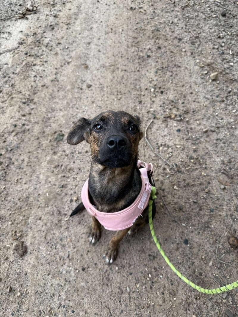 Enlarge Sally, a Adoptable Mixed Breed in Osseo, MI image 3/3