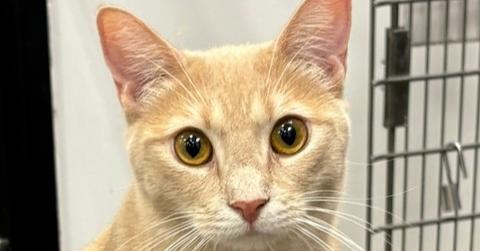 Enlarge Wyatt, a Adoptable mixed breed in Pittstown, NJ image 1/3