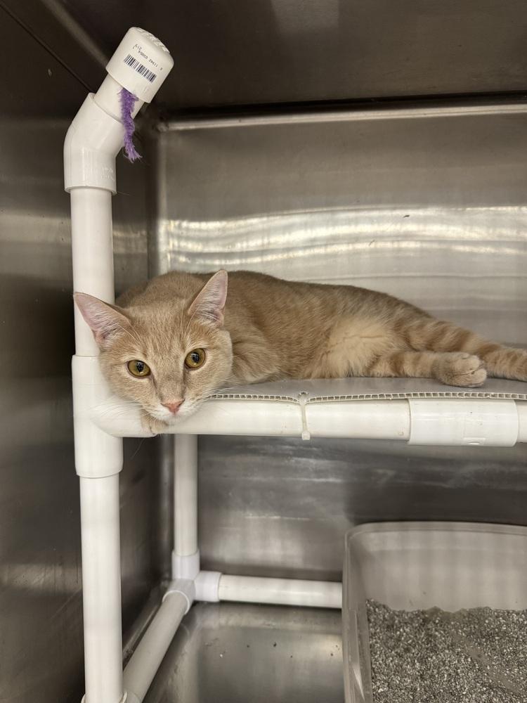 Enlarge Wyatt, a Adoptable mixed breed in Pittstown, NJ image 3/3