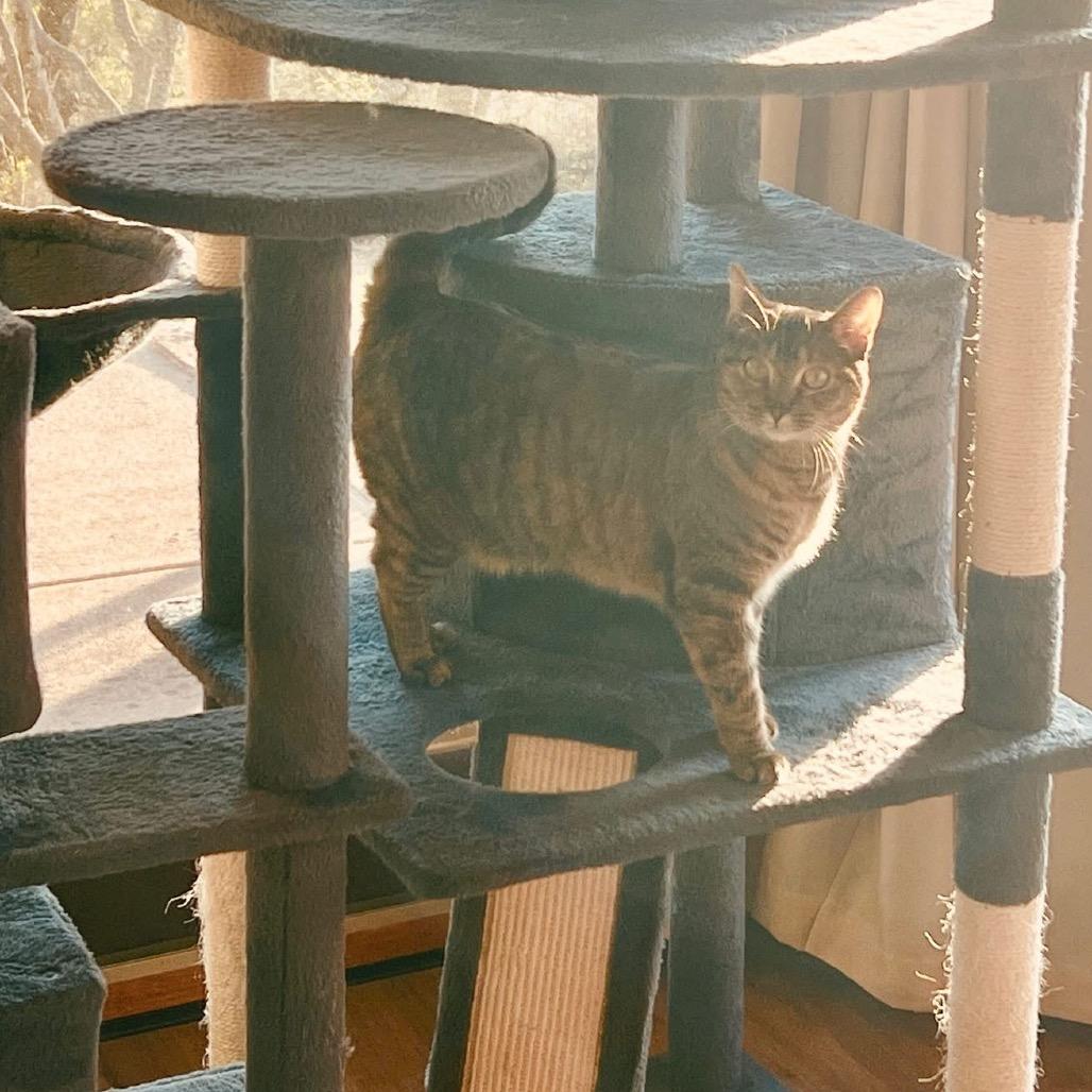 Maple, Adoptable, Adult Female Domestic Short Hair.