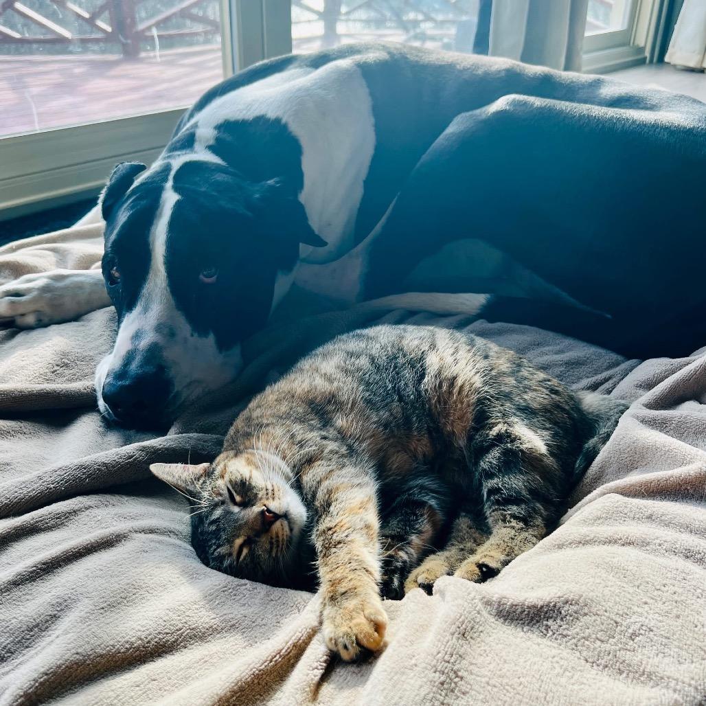 Enlarge Maple, a Adoptable Domestic Short Hair in Pekin, IL image 2/5