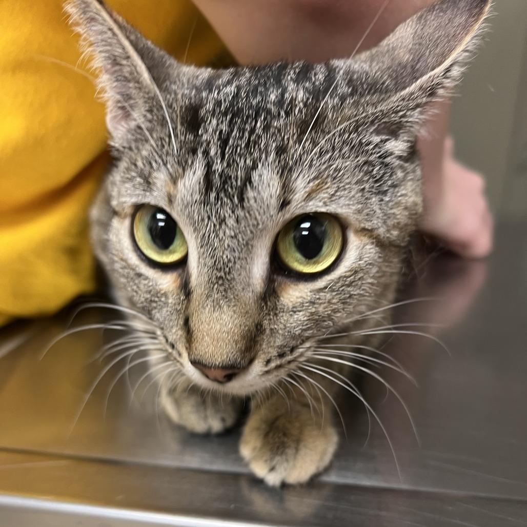 Maple, Adoptable, Adult Female Domestic Short Hair.