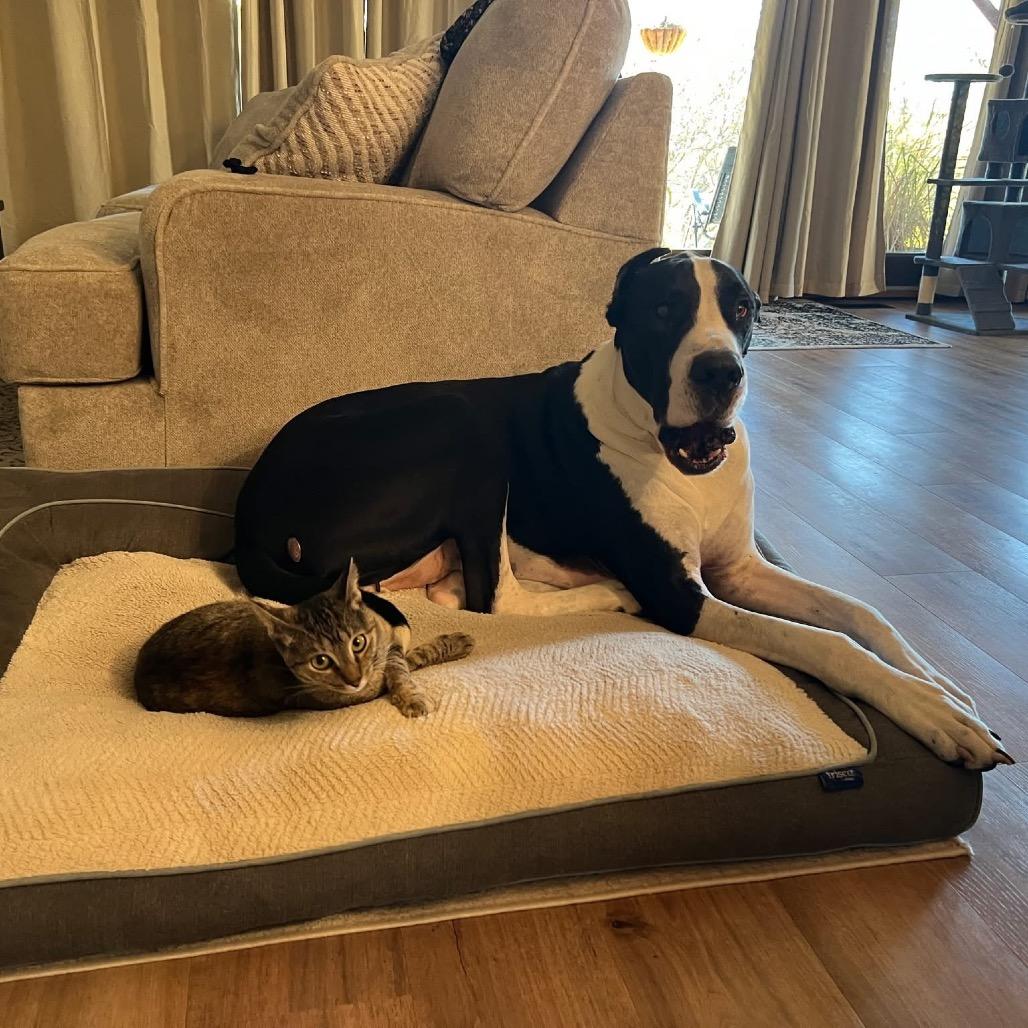 Enlarge Maple, a Adoptable Domestic Short Hair in Pekin, IL image 3/5