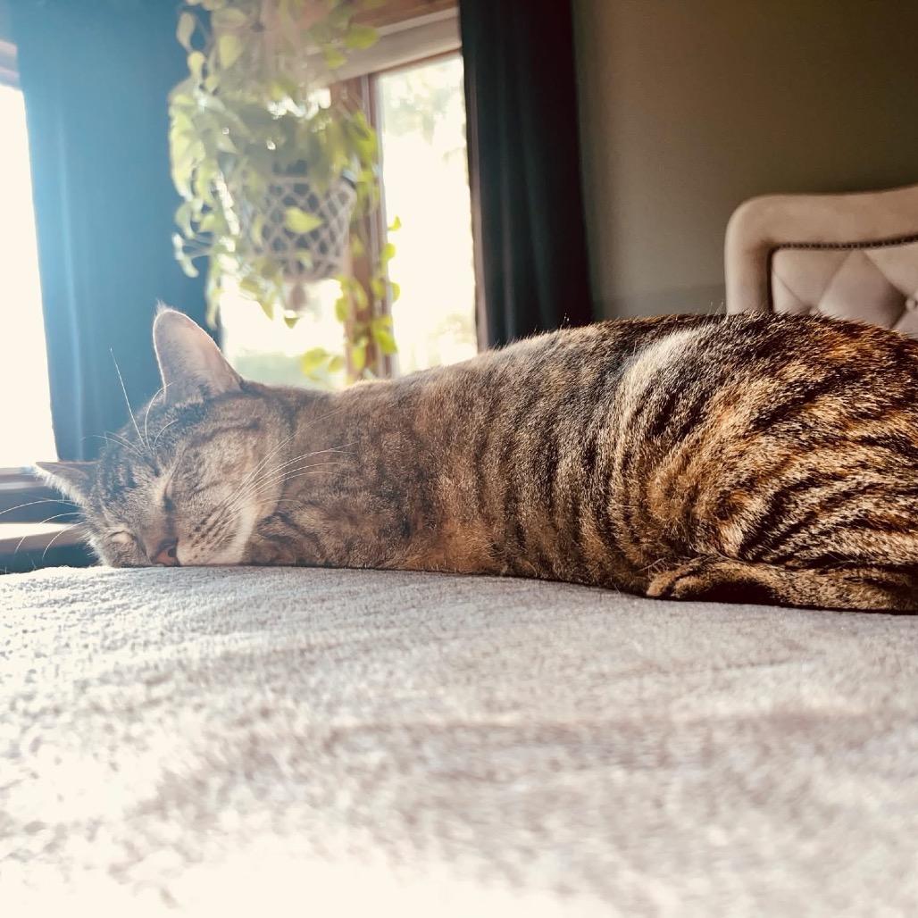 Enlarge Maple, a Adoptable Domestic Short Hair in Pekin, IL image 4/5