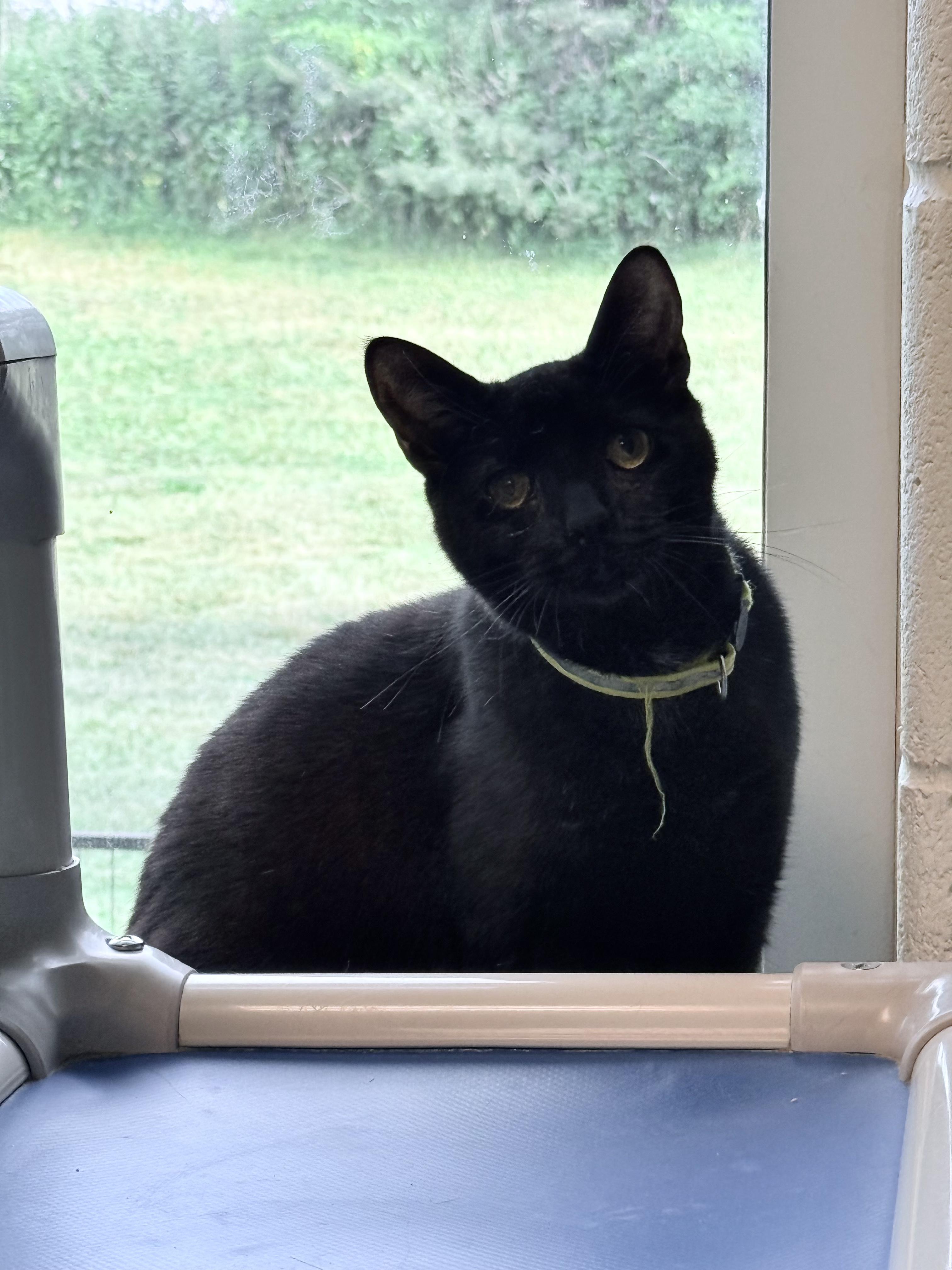 Peanut & Schnitzel, Adoptable, Adult Male Domestic Short Hair.