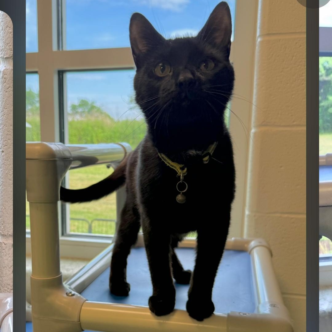Peanut & Schnitzel, a Adoptable Domestic Short Hair in Stratford, CT image 2/2