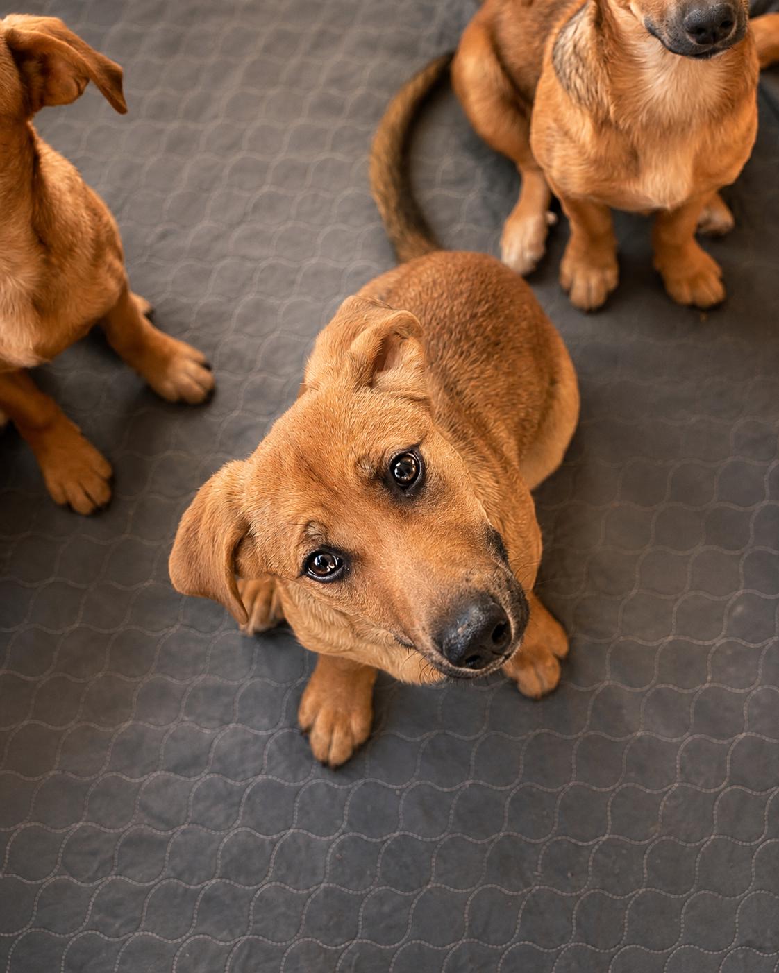 Liddy, ADOPTABLE, Young Female German Shepherd Dog.