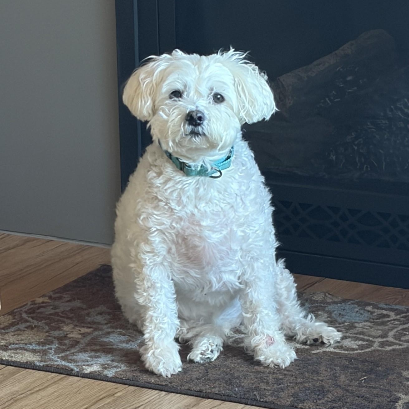 Wilson & Sherman (Courtesy Post), a Adoptable mixed breed in Friday Harbor, WA image 2/6