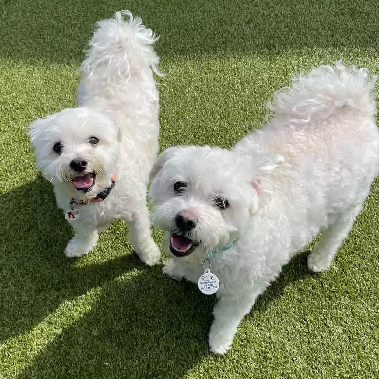 Wilson & Sherman (Courtesy Post), a Adoptable mixed breed in Friday Harbor, WA image 1/6