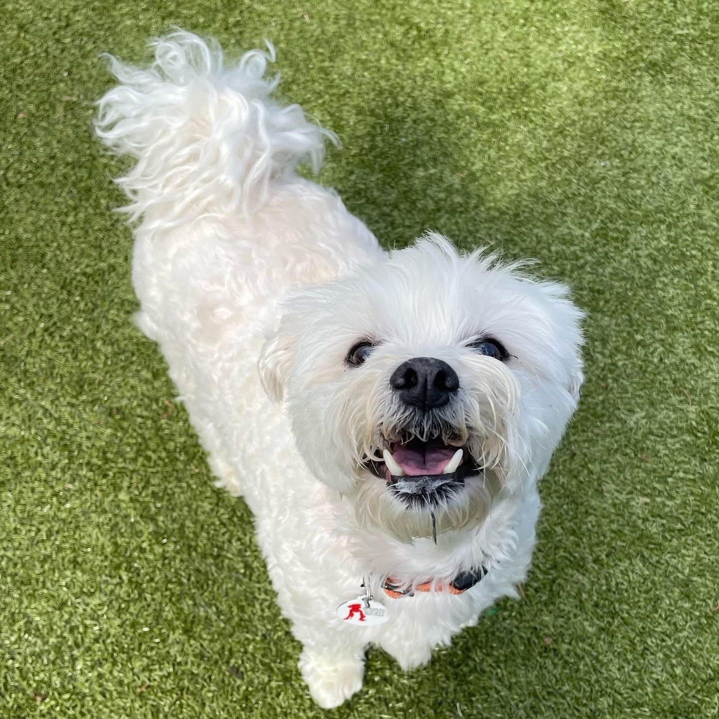 Wilson & Sherman (Courtesy Post), a Adoptable mixed breed in Friday Harbor, WA image 5/6