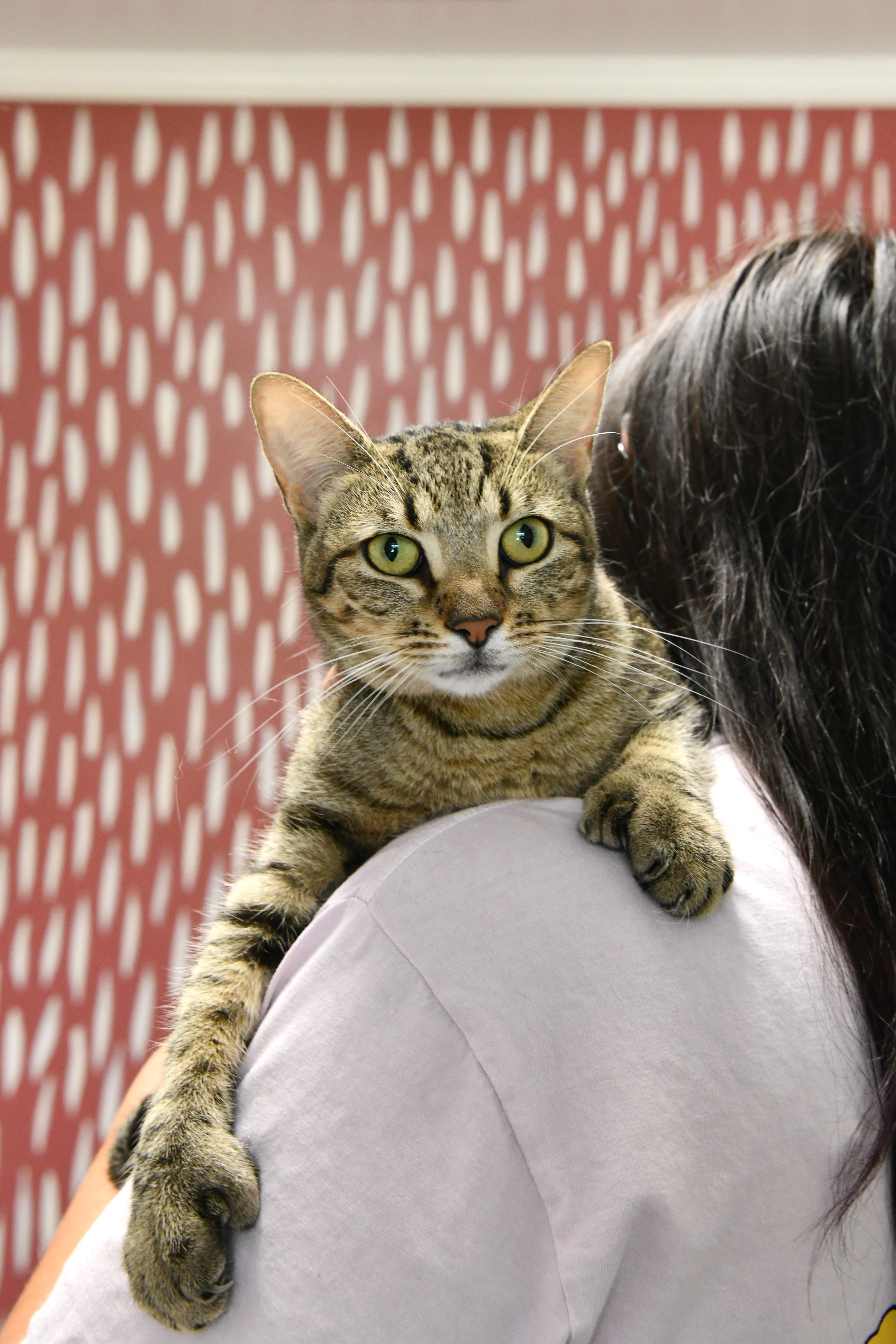 Thumbs, a ADOPTABLE mixed breed in Fairhope, AL image 2/3