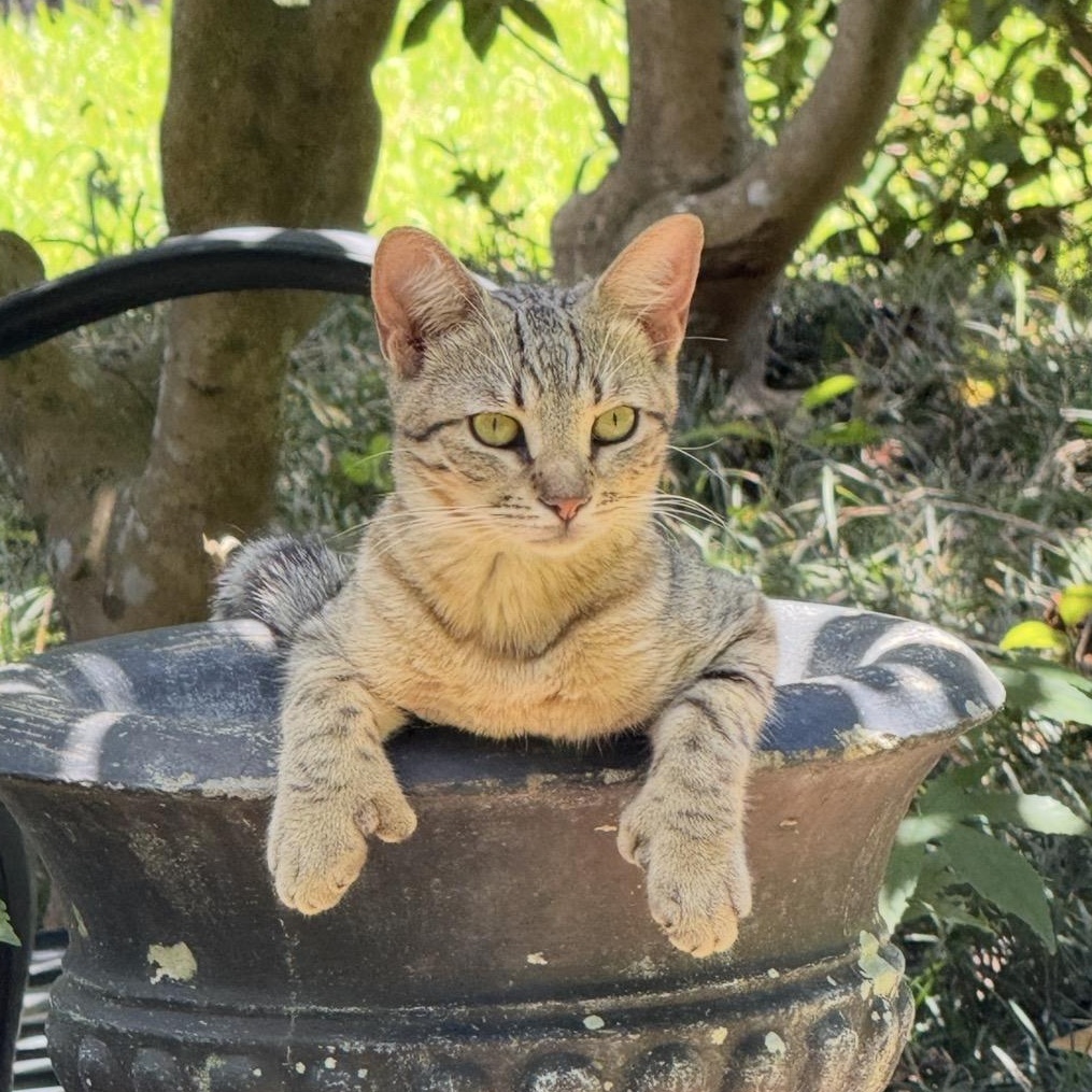 Thumbs, ADOPTABLE, Young Female Extra-Toes Cat / Hemingway Polydactyl & Domestic Short Hair.