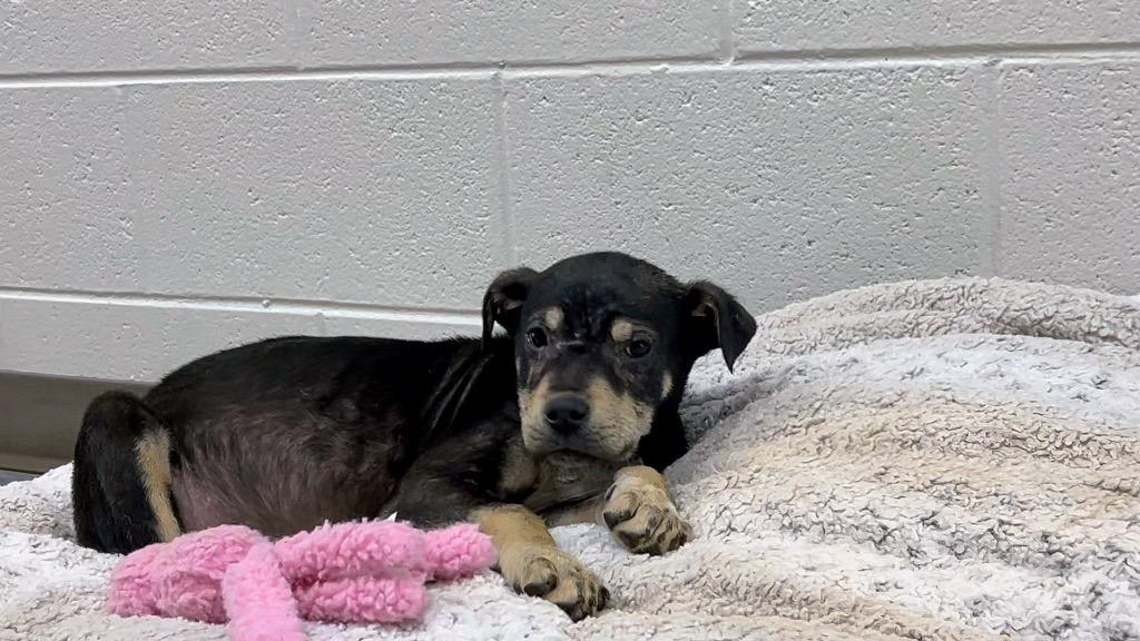 Enlarge LB 8/ZINKLES, a Adoptable mixed breed in Rome, GA image 1/1