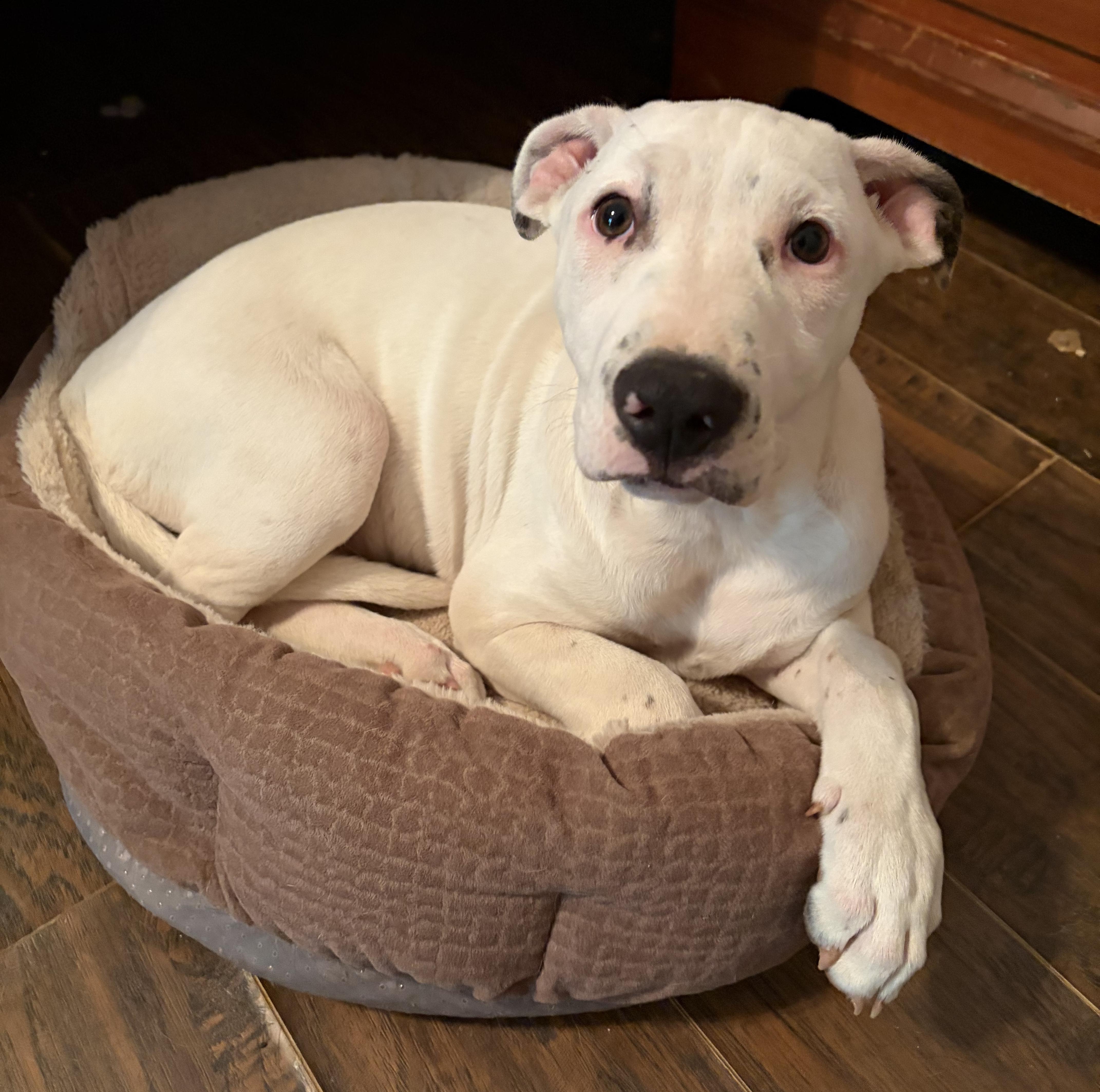 Persephone, Adoptable, Puppy Female Pit Bull Terrier.