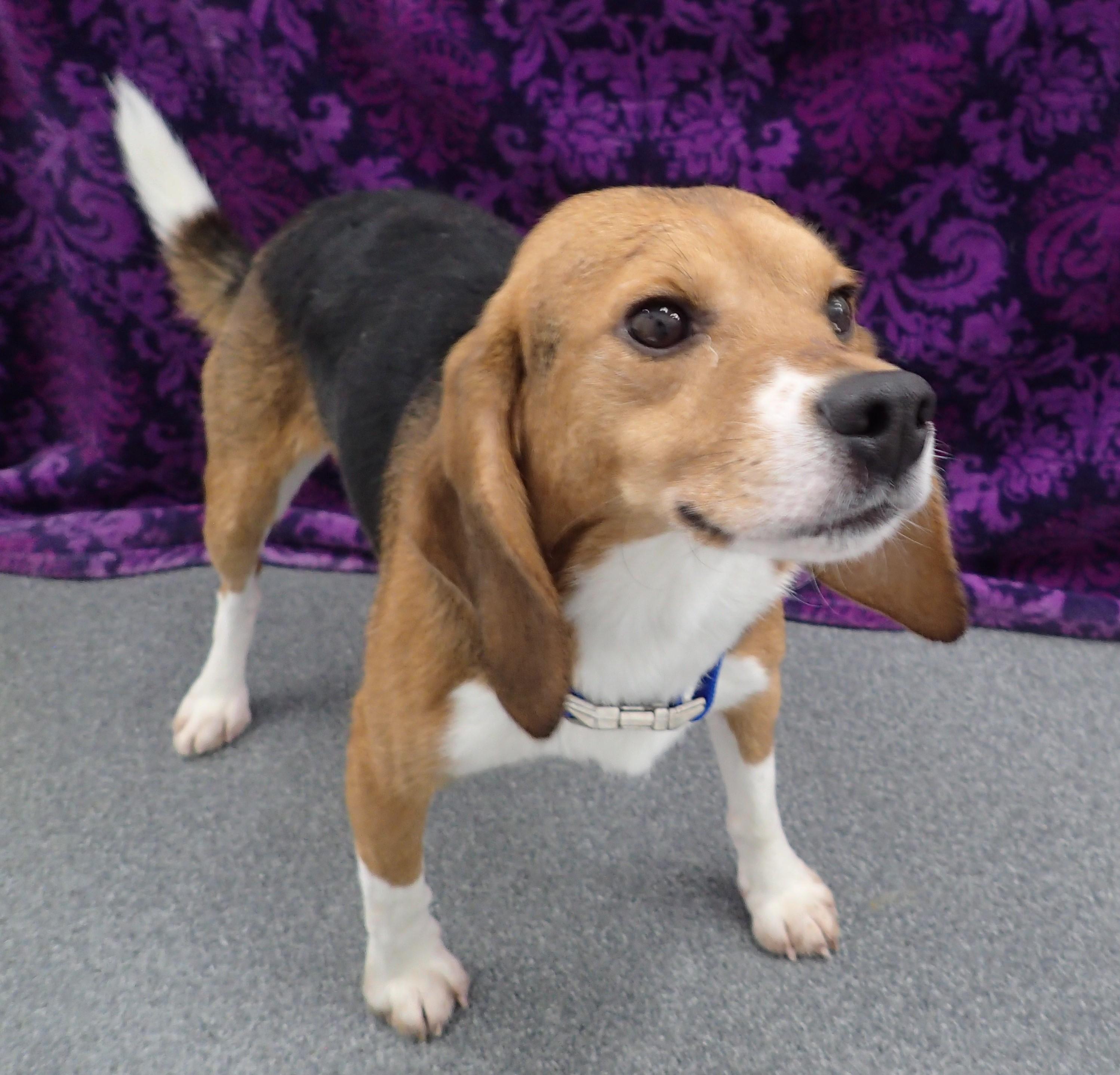 Cayenne, an adopted Beagle in Bellvue, CO image 4/6