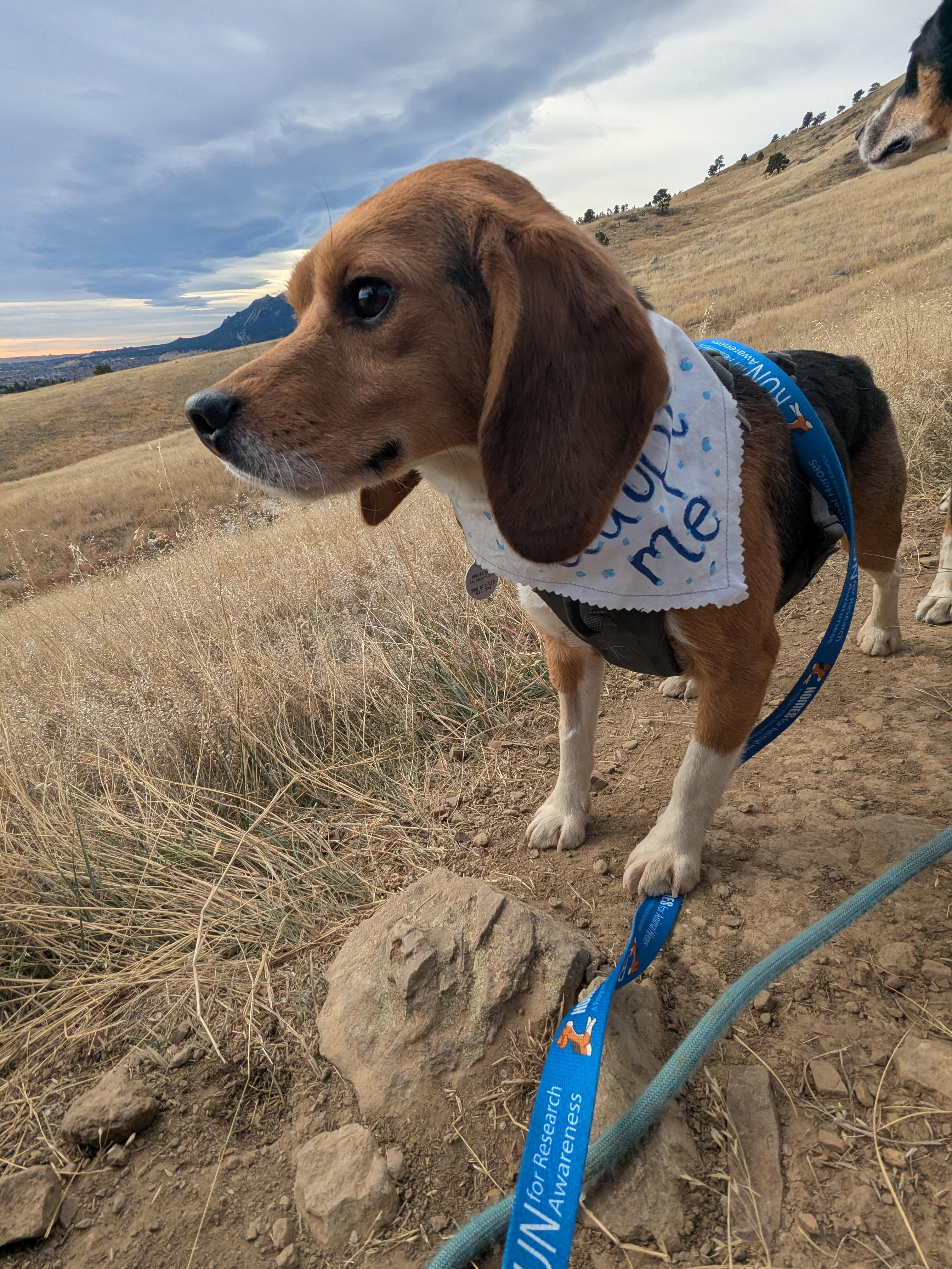 Cayenne, an adopted Beagle in Bellvue, CO image 1/6