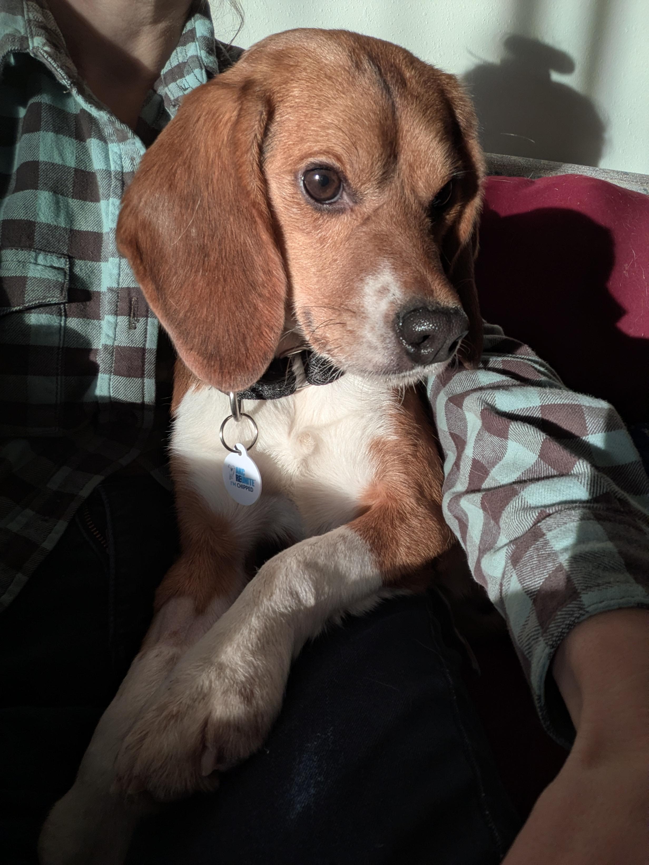 Cayenne, an adopted Beagle in Bellvue, CO image 3/6