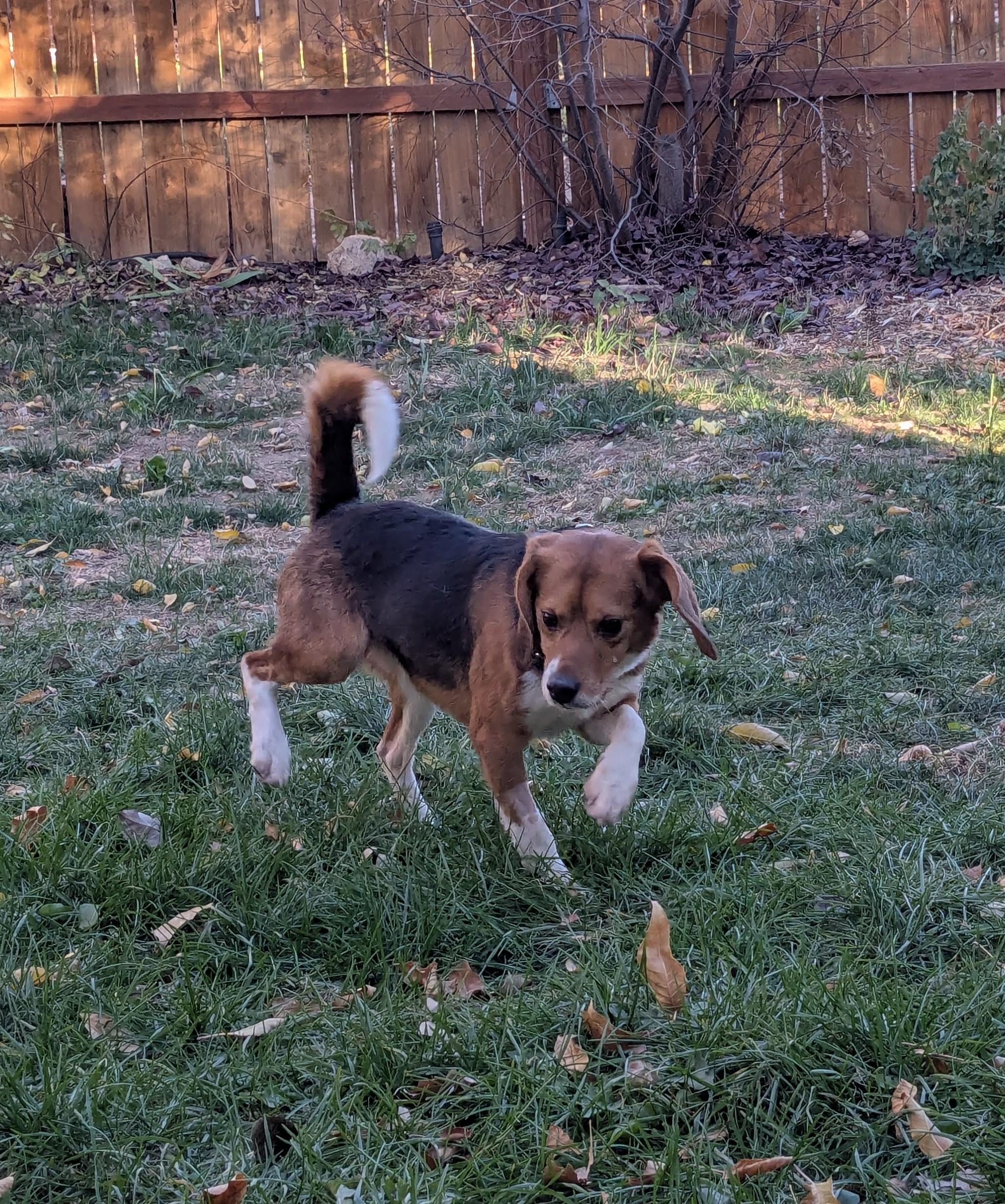 Cayenne, an adopted Beagle in Bellvue, CO image 5/6