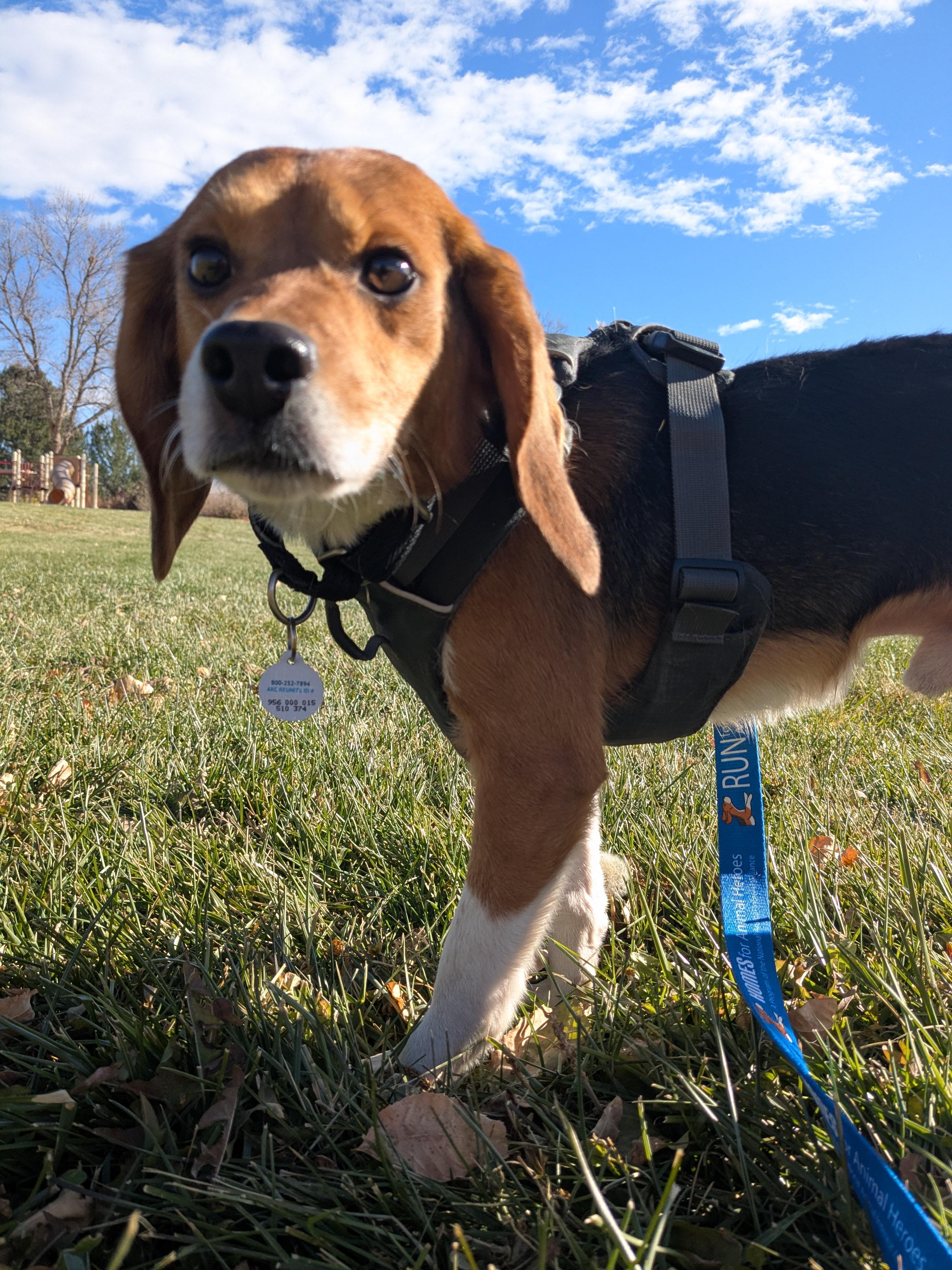 Cayenne, an adopted Beagle in Bellvue, CO image 2/6