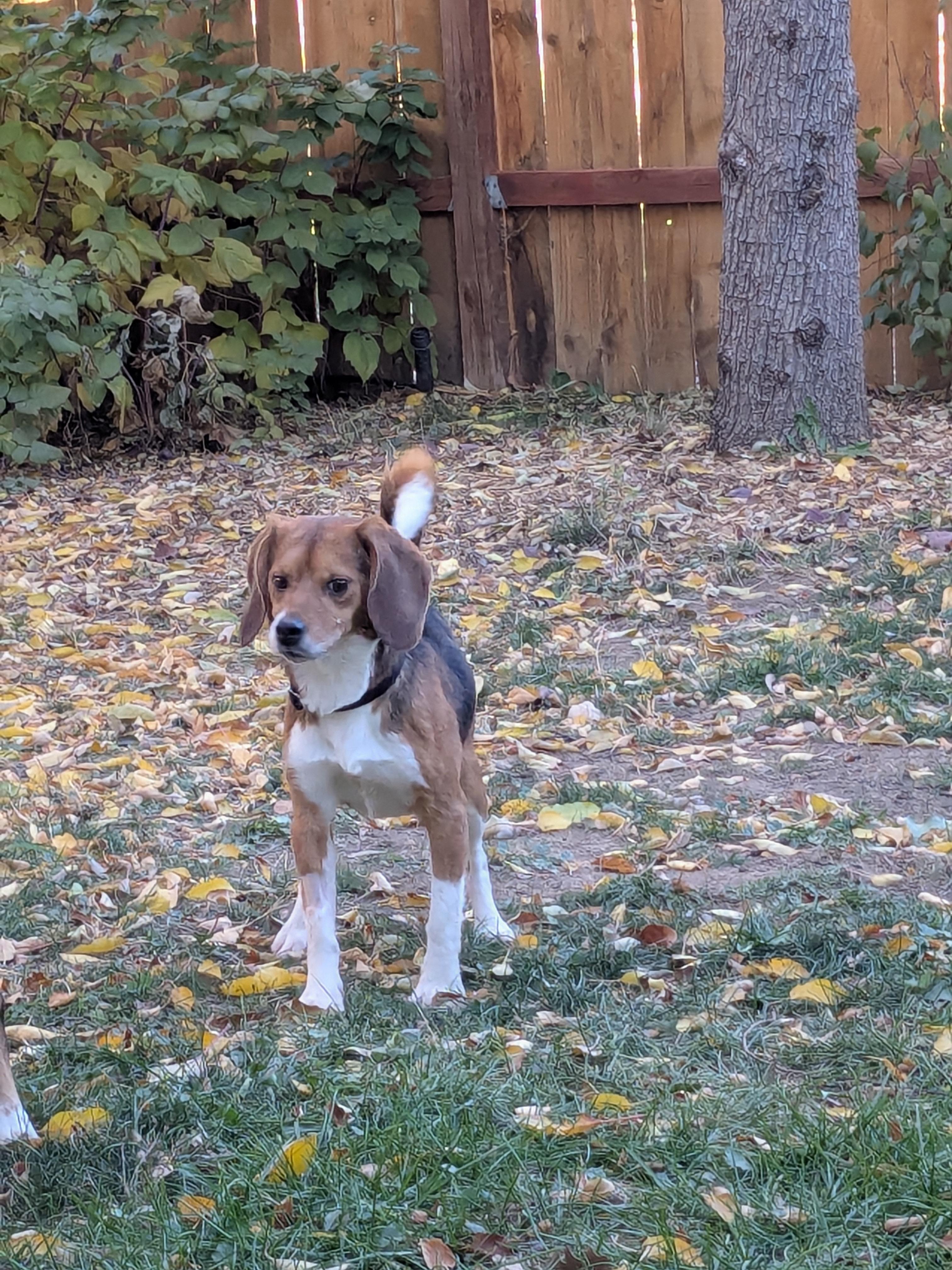 Cayenne, an adopted Beagle in Bellvue, CO image 6/6
