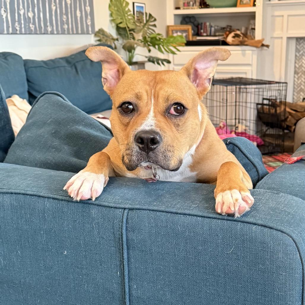 Sweetie, Adoptable, Adult Female Pit Bull Terrier.