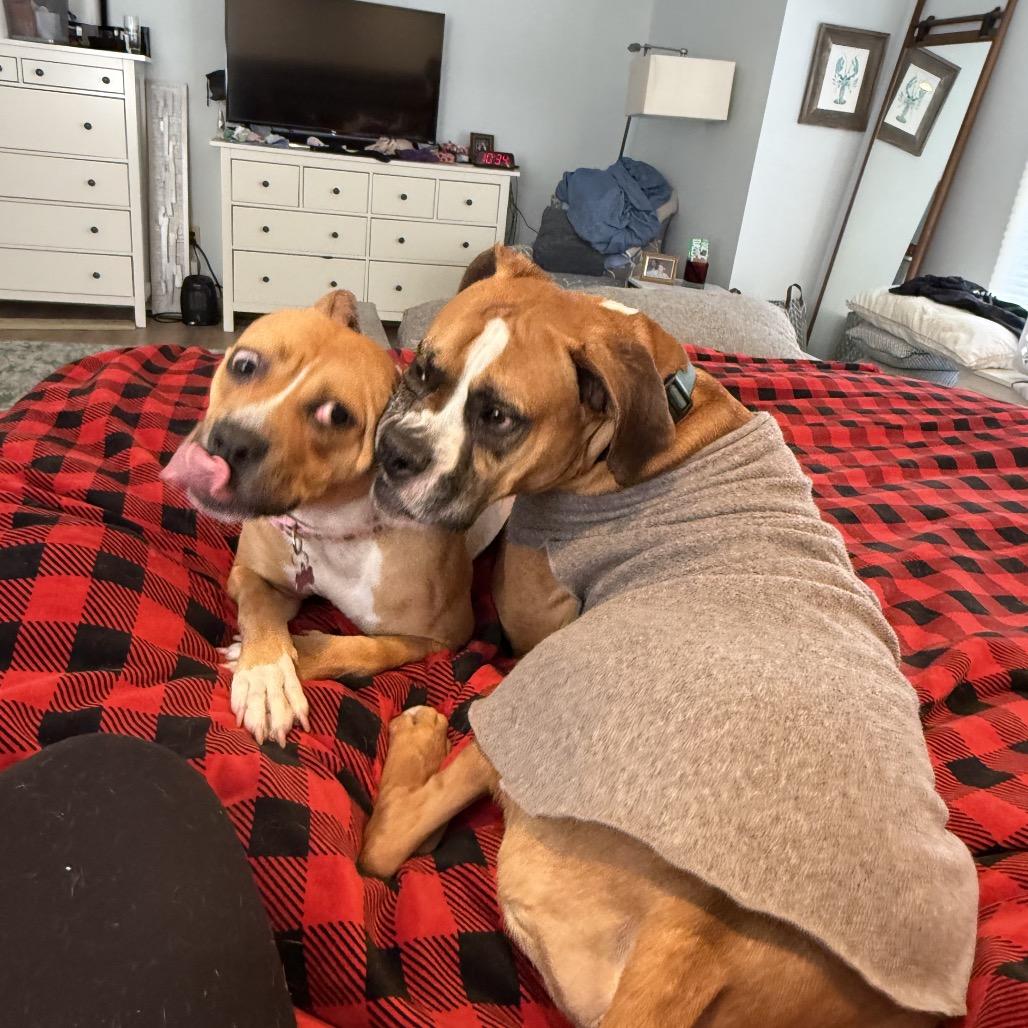 Sweetie, a Adoptable Pit Bull Terrier in York, PA image 4/5