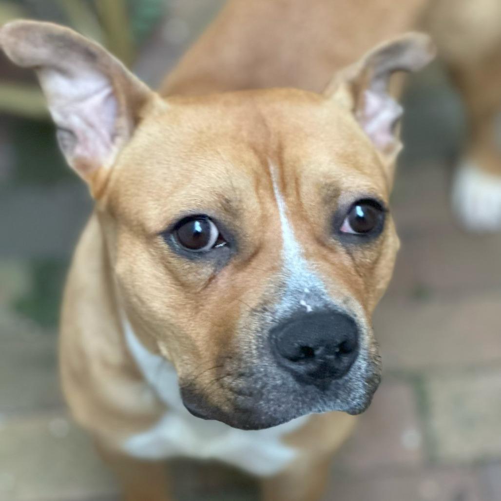 Enlarge Sweetie, a Adoptable Pit Bull Terrier in York, PA image 3/3