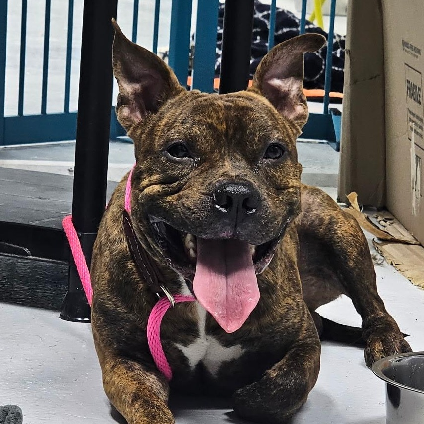 Fred, Adoptable, Adult Male Pit Bull Terrier.