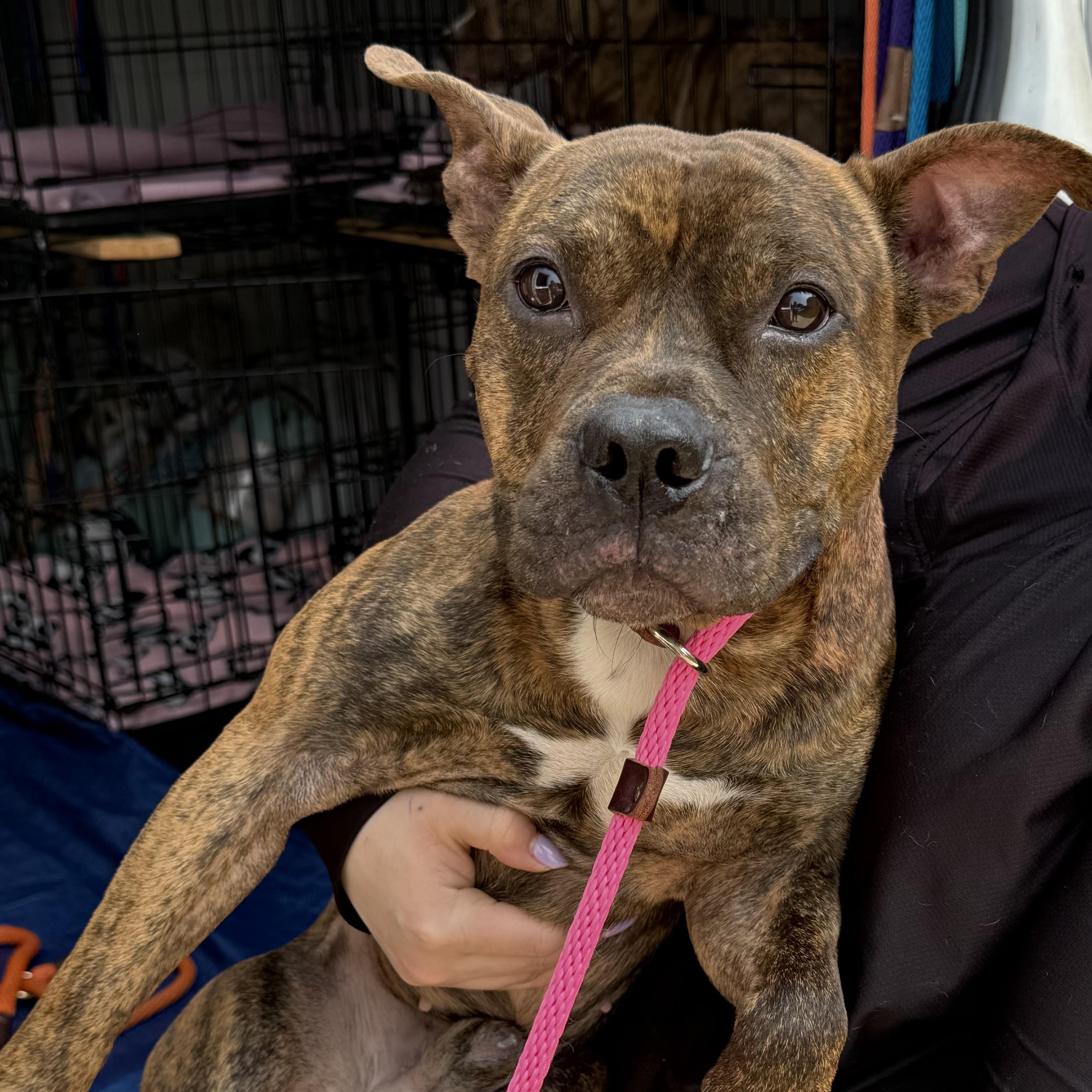 Fred, a Adoptable Pit Bull Terrier in Chicago, IL image 2/6