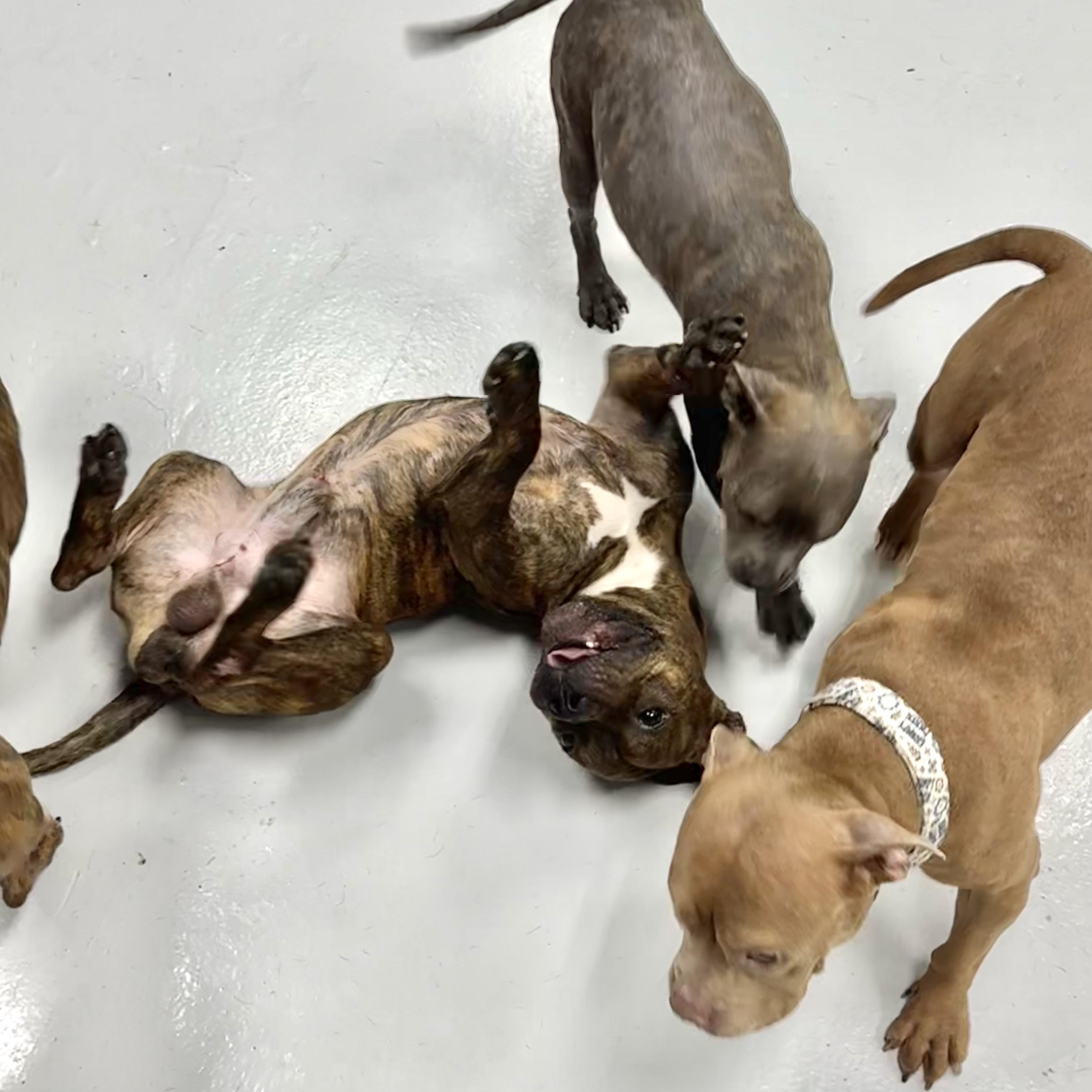 Fred, a Adoptable Pit Bull Terrier in Chicago, IL image 3/6