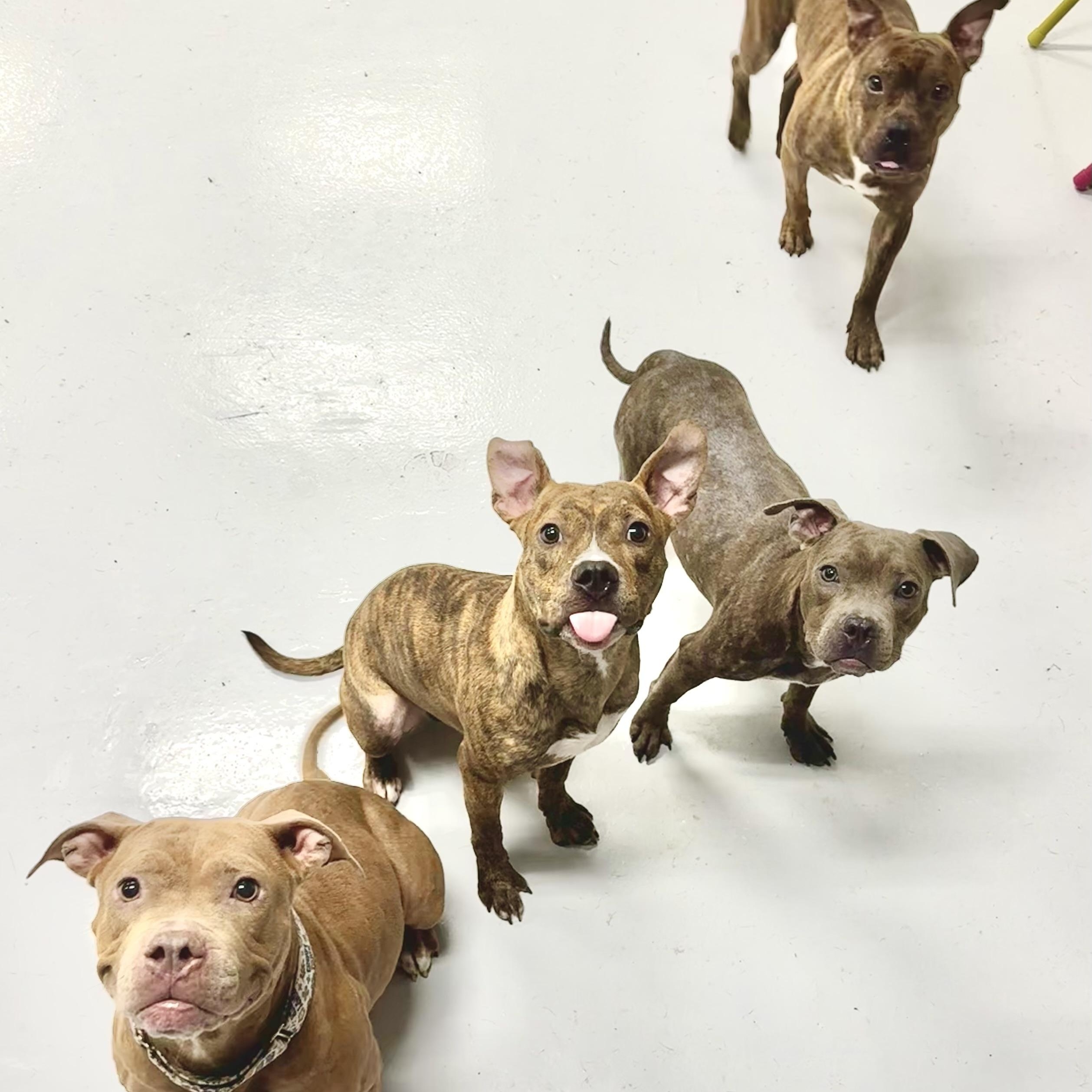 Fred, a Adoptable Pit Bull Terrier in Chicago, IL image 4/6