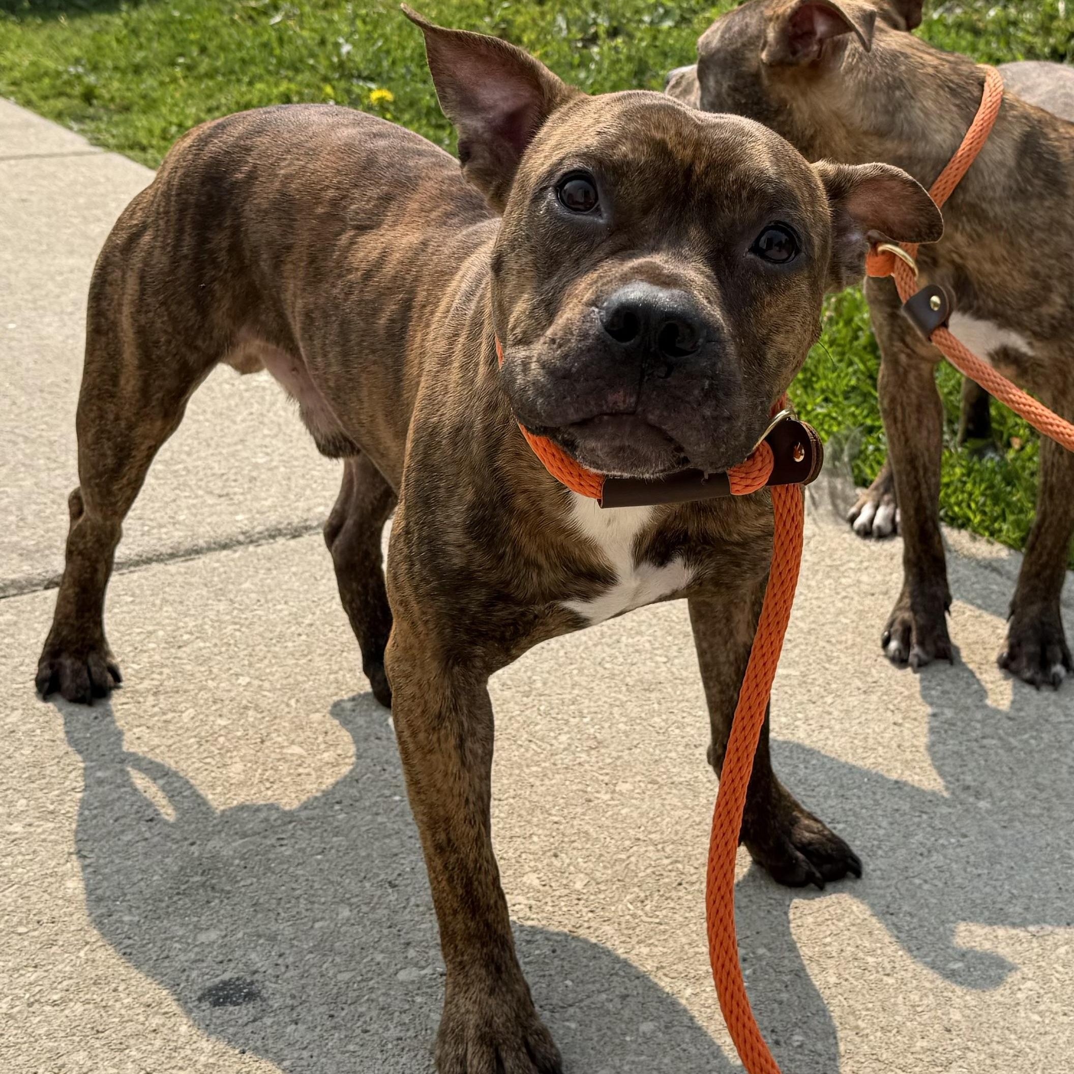 Fred, a Adoptable Pit Bull Terrier in Chicago, IL image 5/6