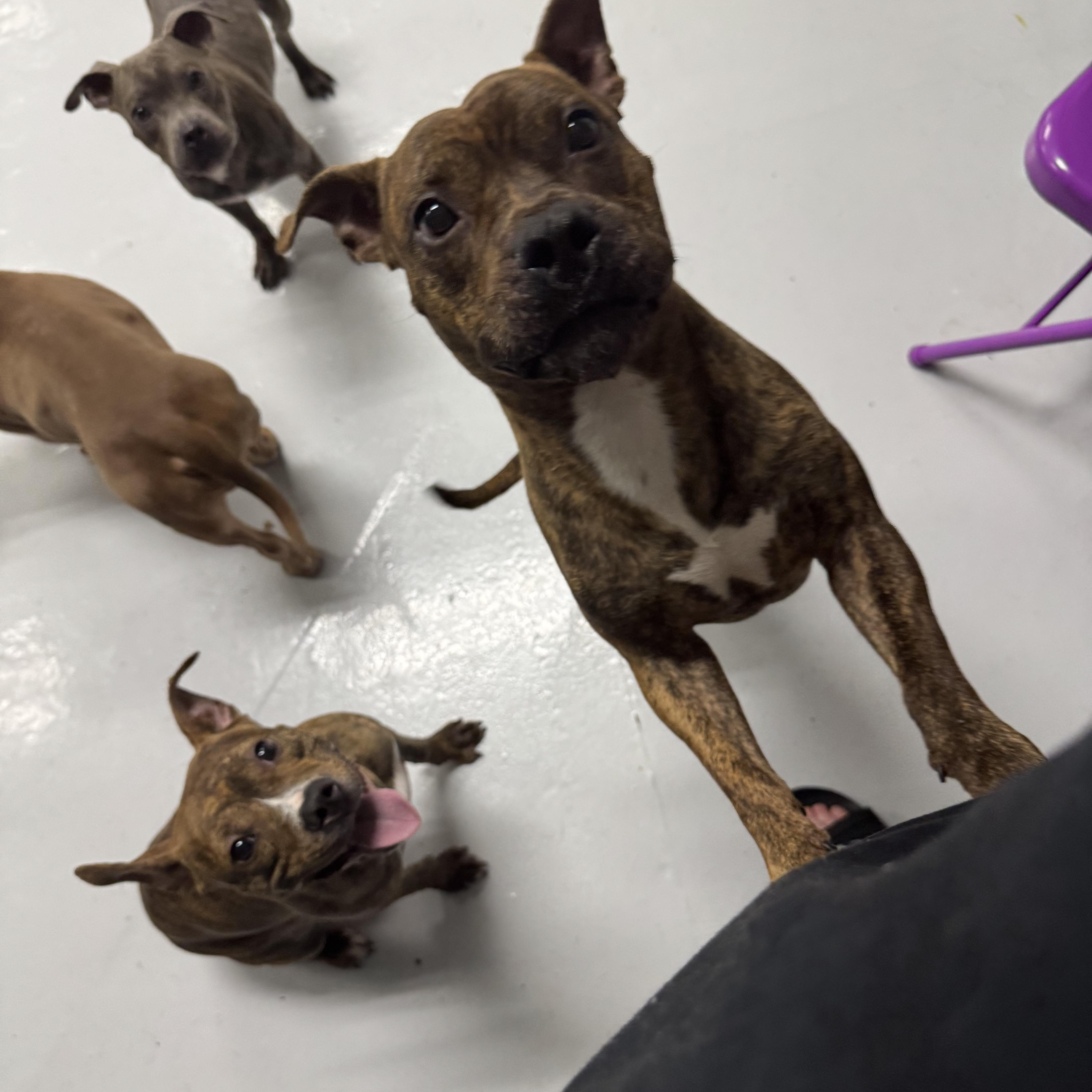 Fred, a Adoptable Pit Bull Terrier in Chicago, IL image 6/6