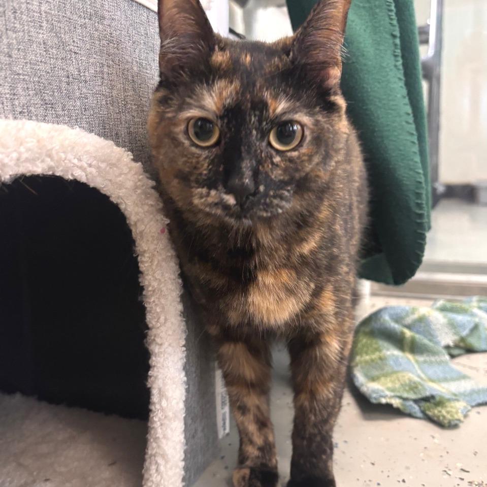 Jalapeno, Adoptable, Adult Female American Shorthair.