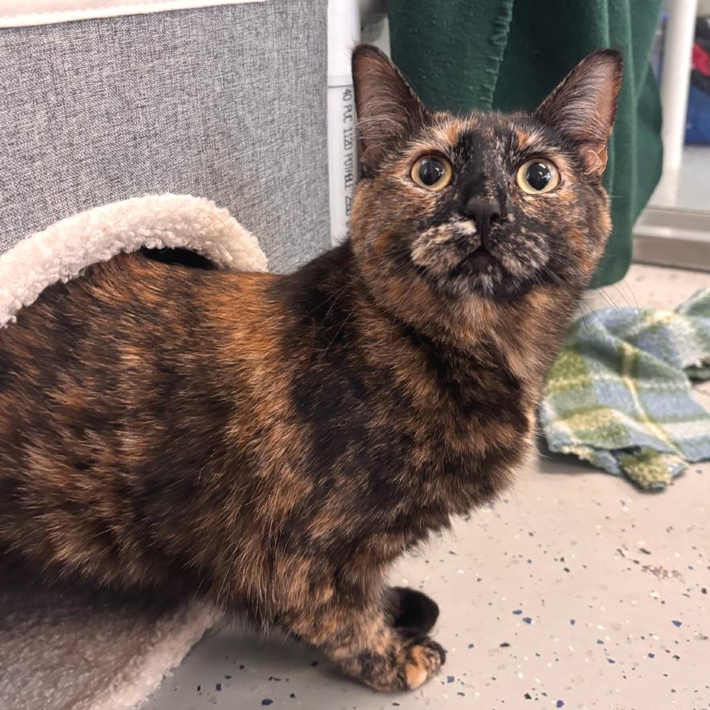 Enlarge Jalapeno, a Adoptable American Shorthair in Belleville, IL image 2/3