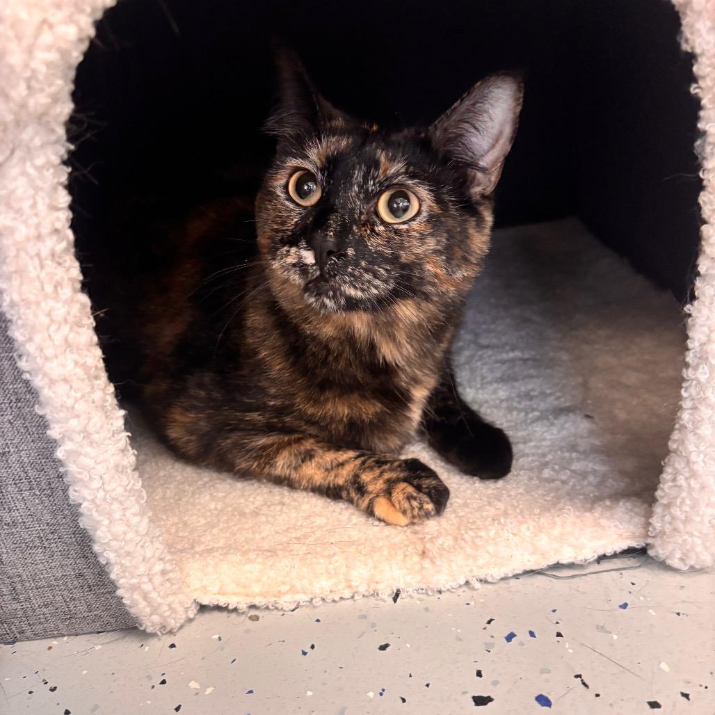 Enlarge Jalapeno, a Adoptable American Shorthair in Belleville, IL image 3/3