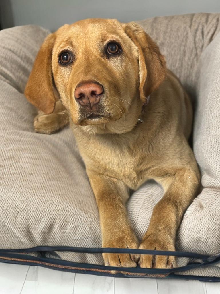 Enlarge Taffy, a ADOPTABLE Yellow Labrador Retriever in Fredericksburg, VA image 3/4