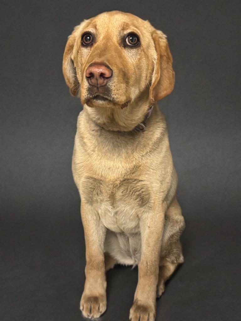 Enlarge Taffy, a ADOPTABLE Yellow Labrador Retriever in Fredericksburg, VA image 4/4