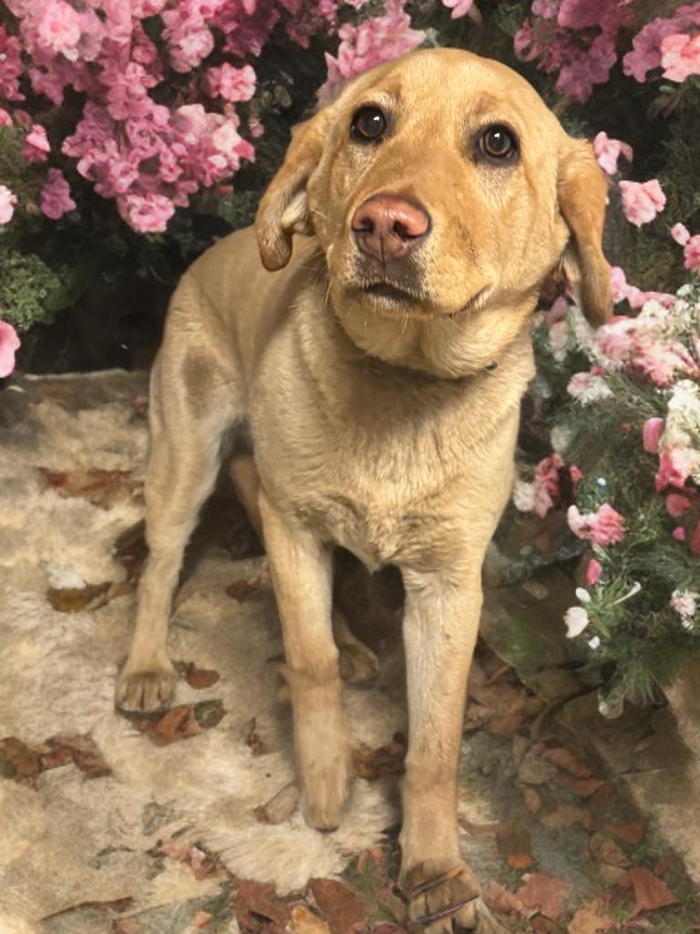 Taffy, ADOPTABLE, Young Female Yellow Labrador Retriever.