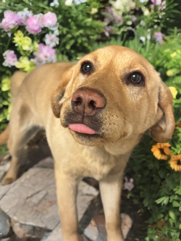 Enlarge Taffy, a ADOPTABLE Yellow Labrador Retriever in Fredericksburg, VA image 2/4