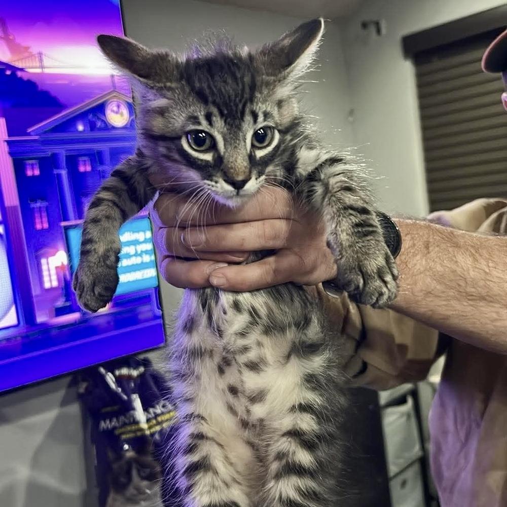 Enlarge Bucky, a Adoptable Tabby in Clovis, NM image 1/2