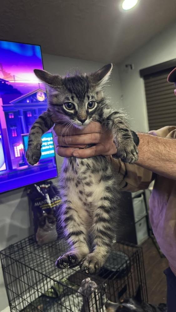 Enlarge Bucky, a Adoptable Tabby in Clovis, NM image 2/2