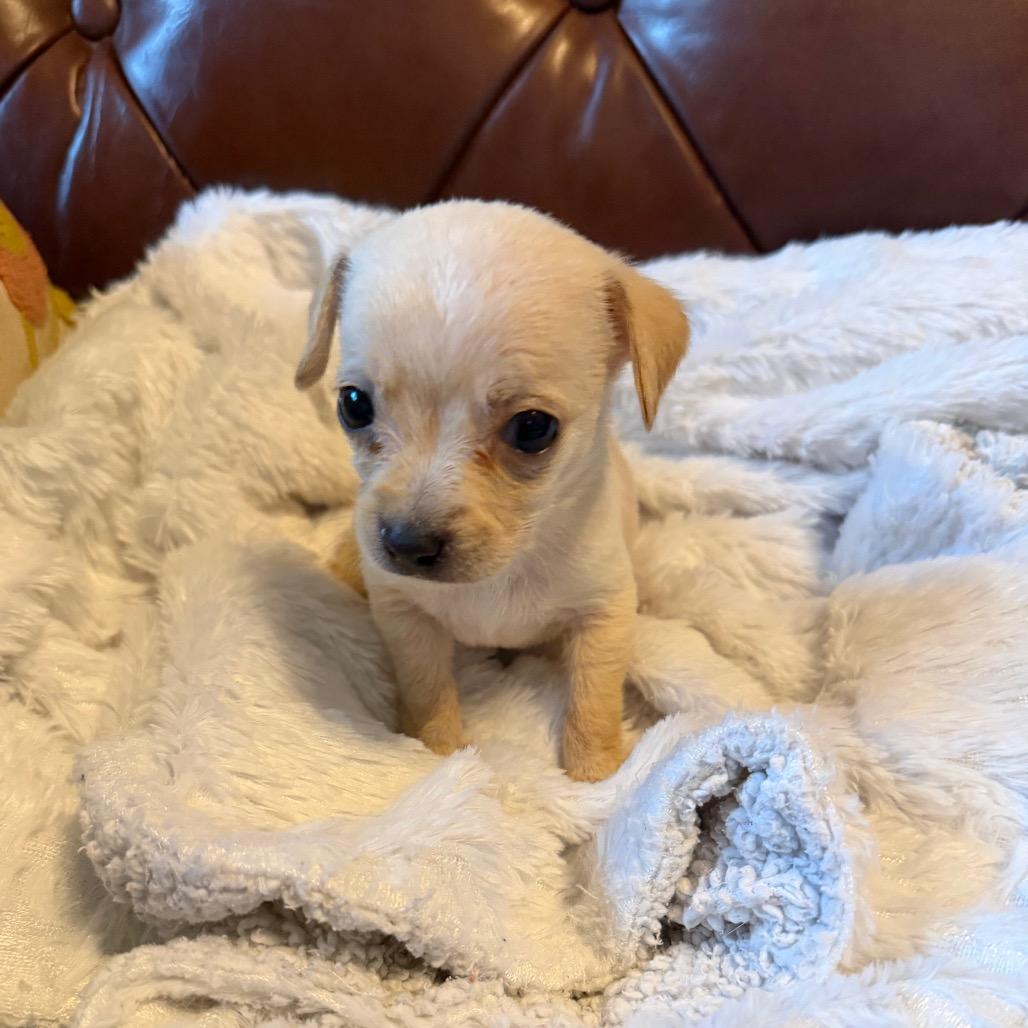 Blizzard, Adoptable, Puppy Male Chihuahua & Mixed Breed.